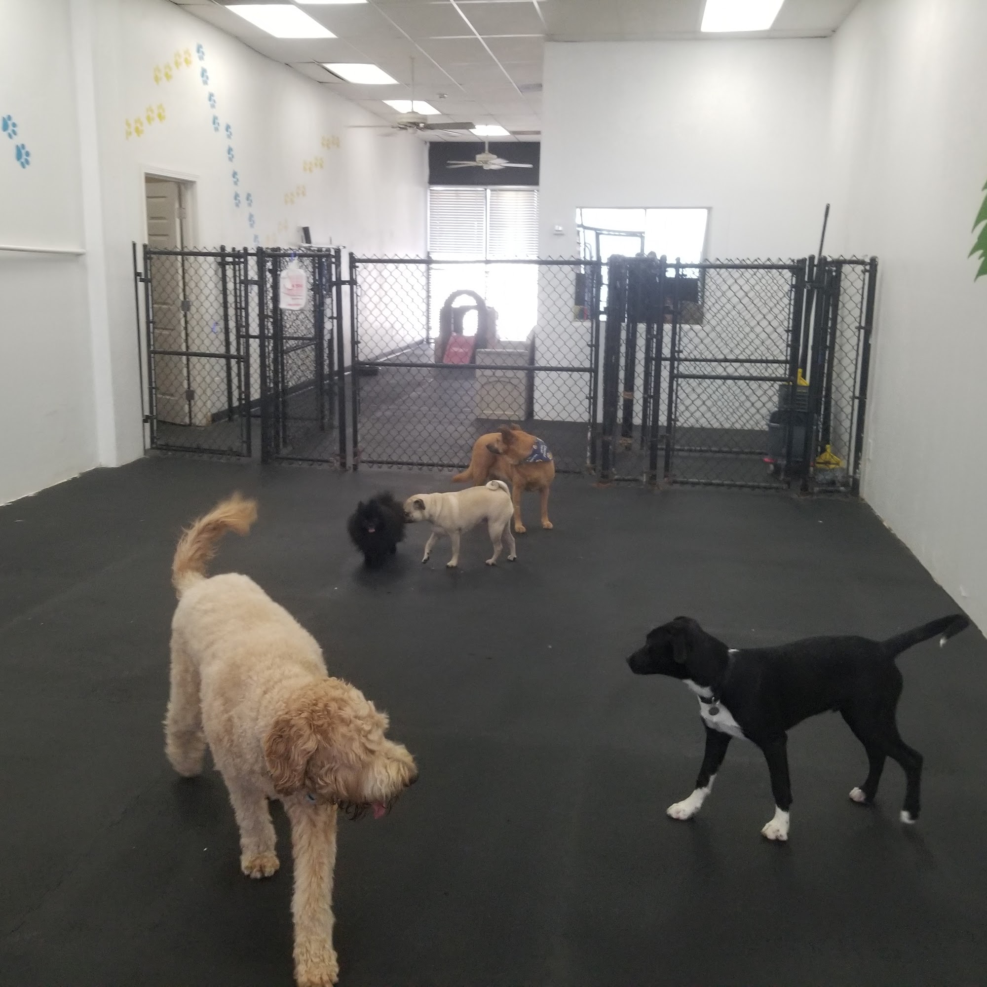 Paws Place Grooming Lakeside