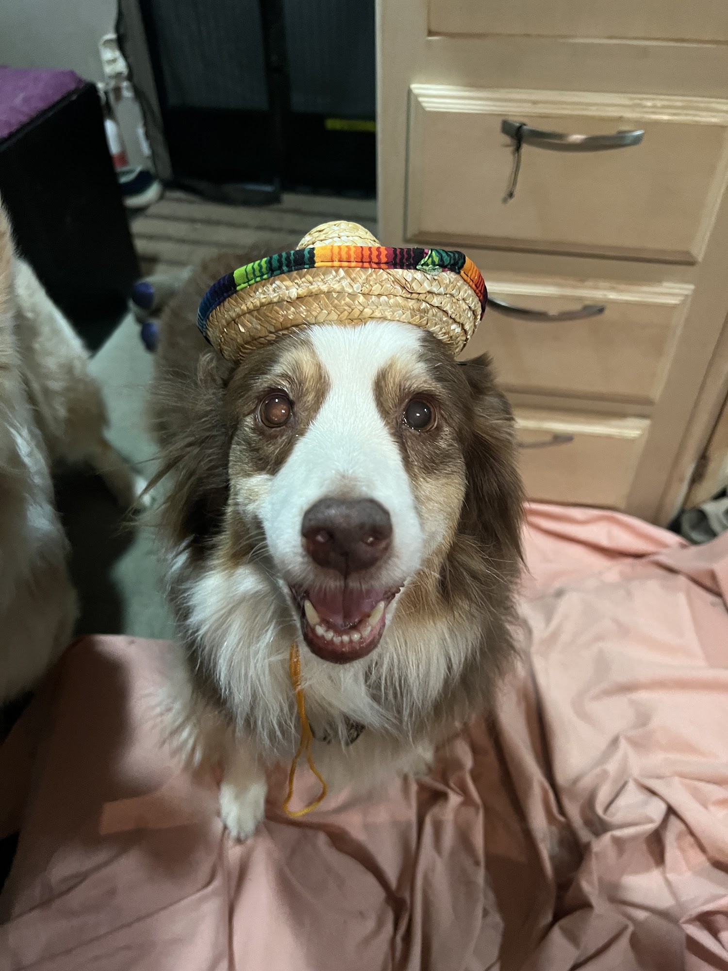 Real Roar LLC Lakeside