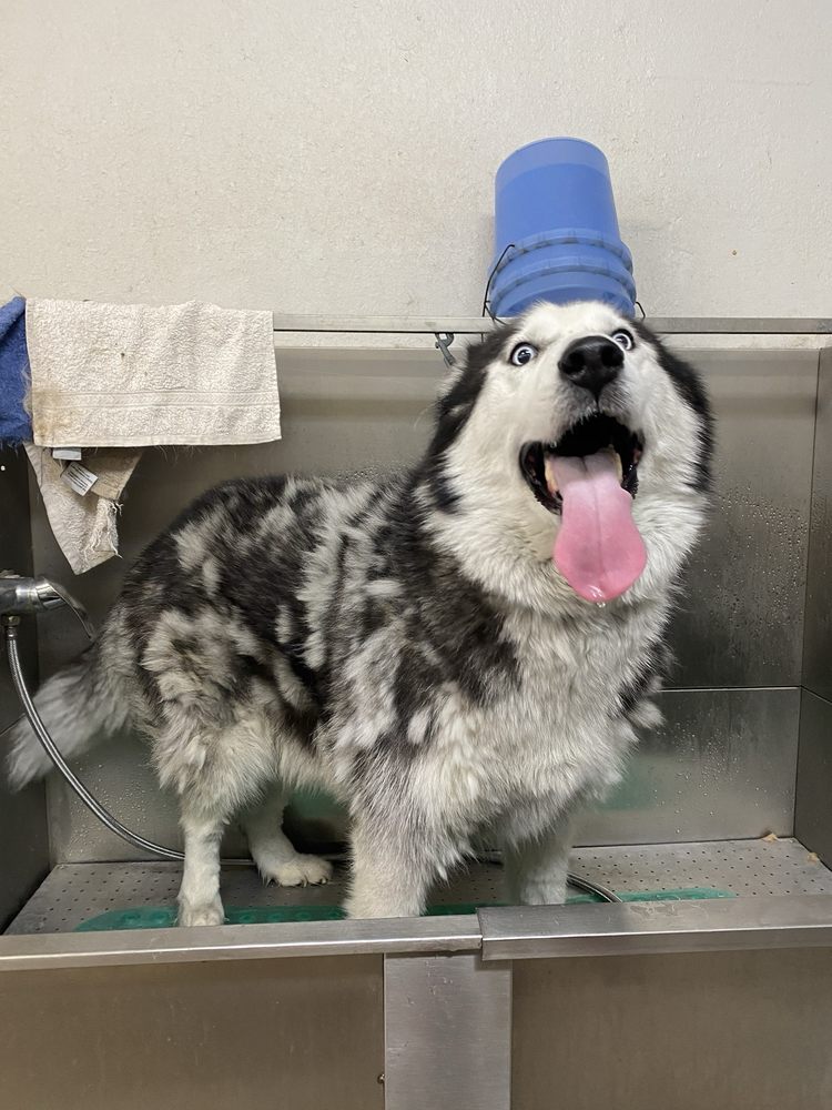 Paws Place Grooming 9838 Channel Rd, Lakeside California 92040