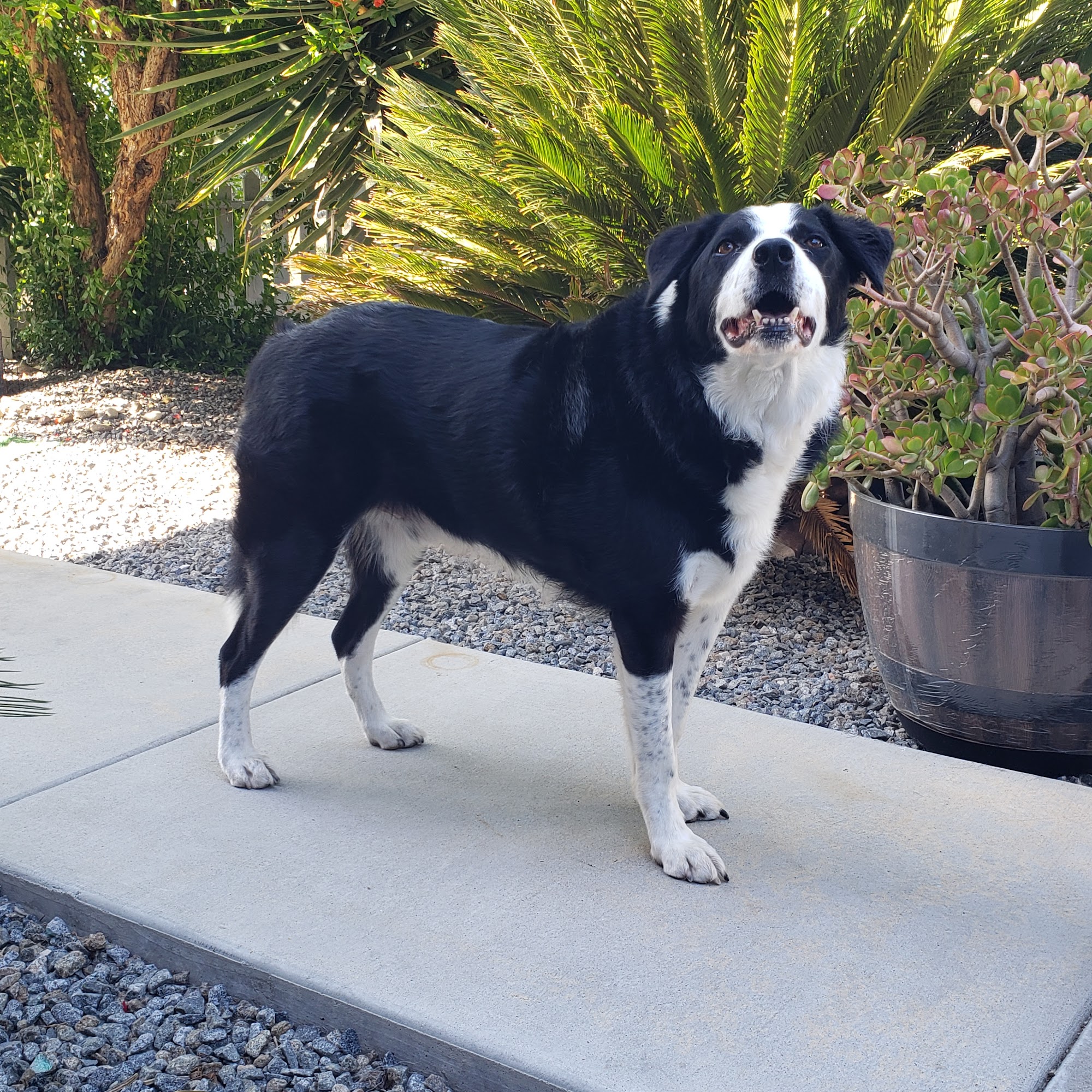 Paws Place Grooming Lakeside