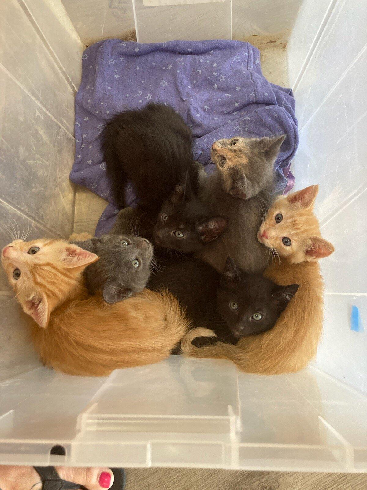 Photo credit: nextdoor