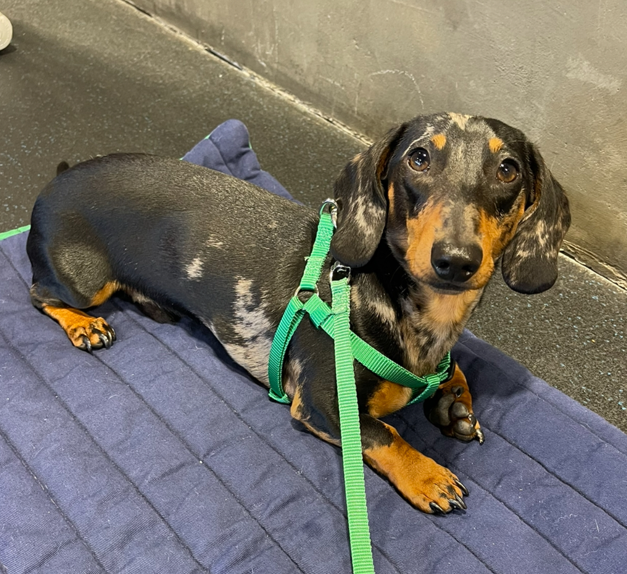 Zoom Room Dog Training Lakewood