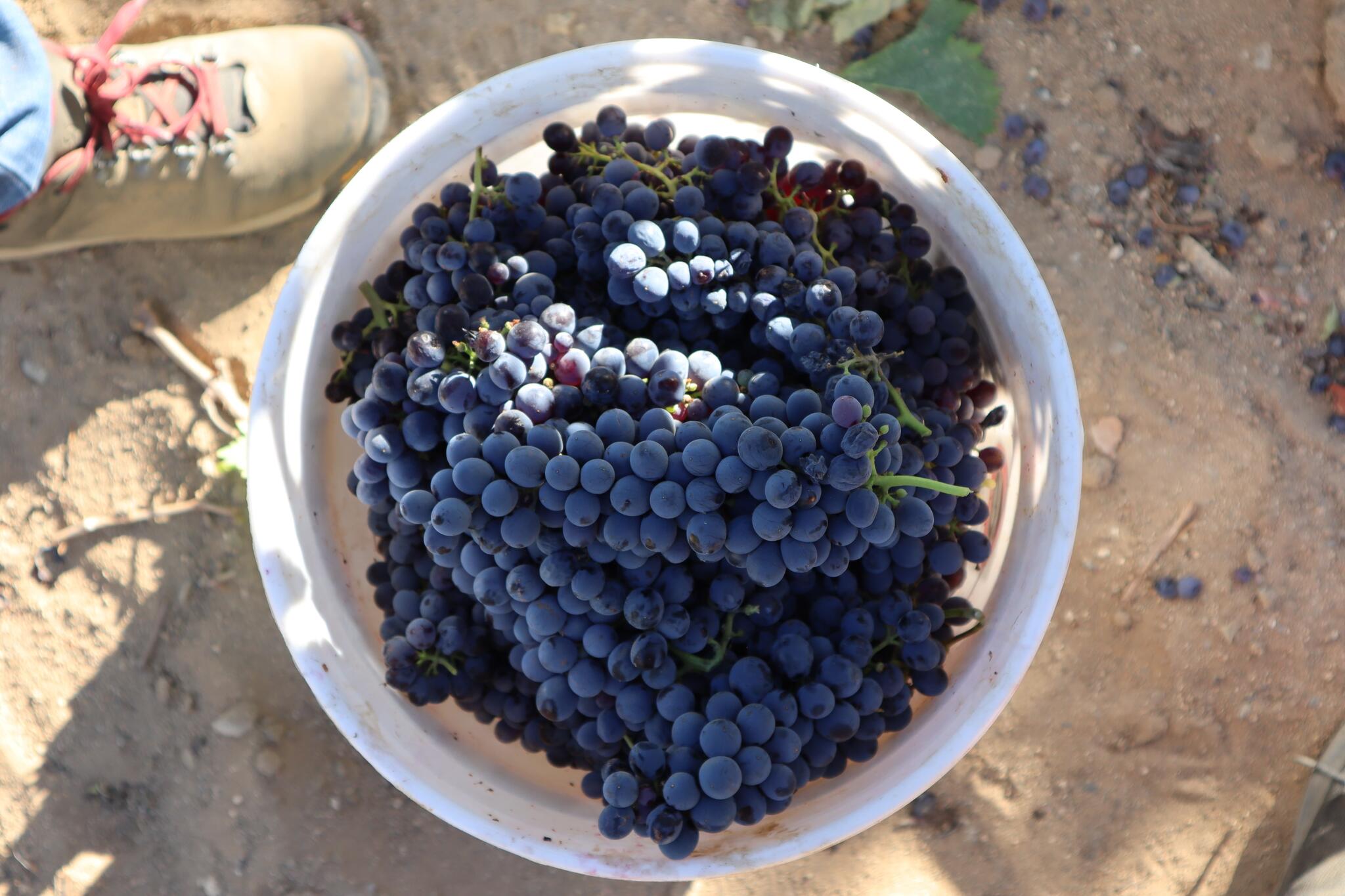 Barrett Cellars Lancaster