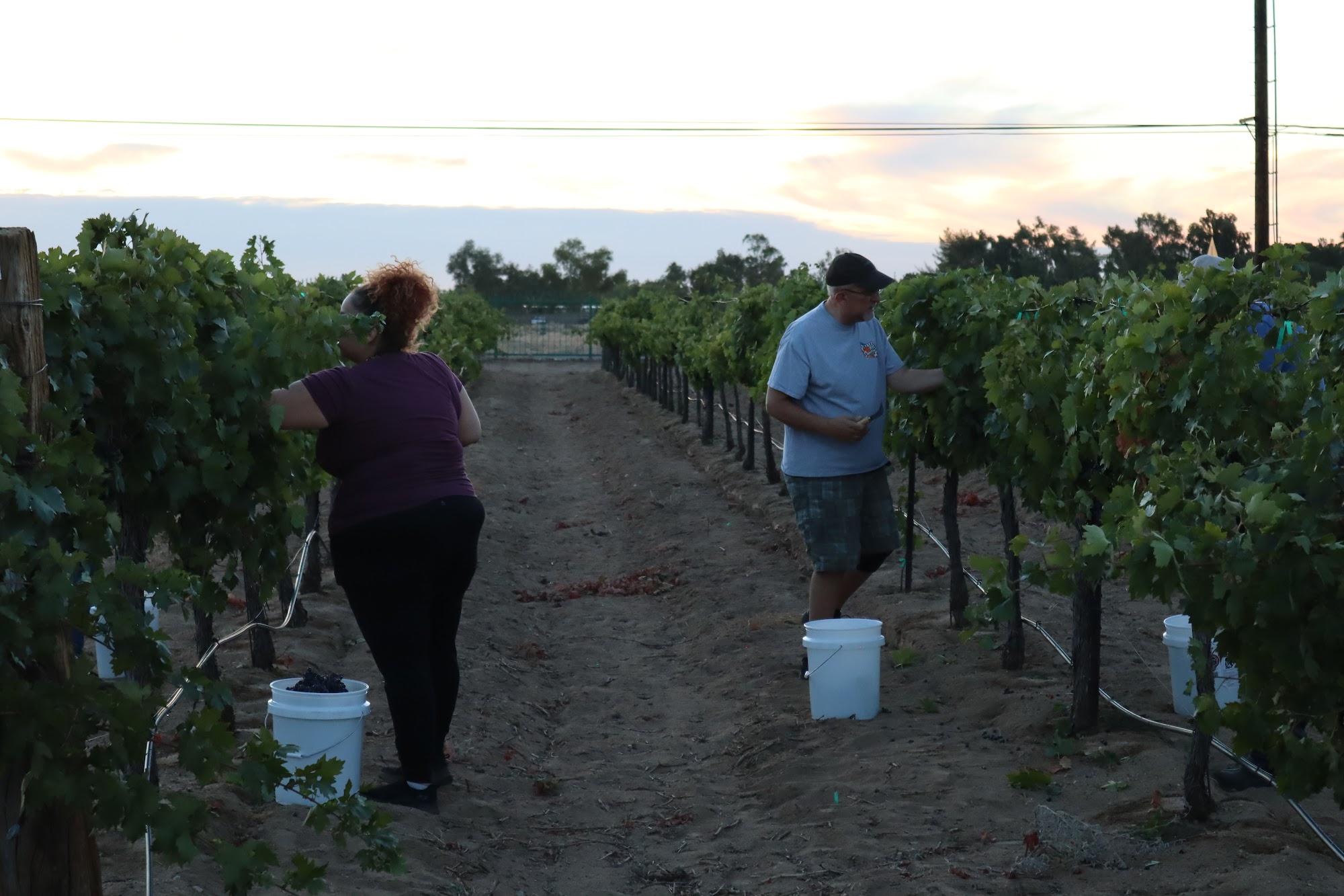 Barrett Cellars Lancaster