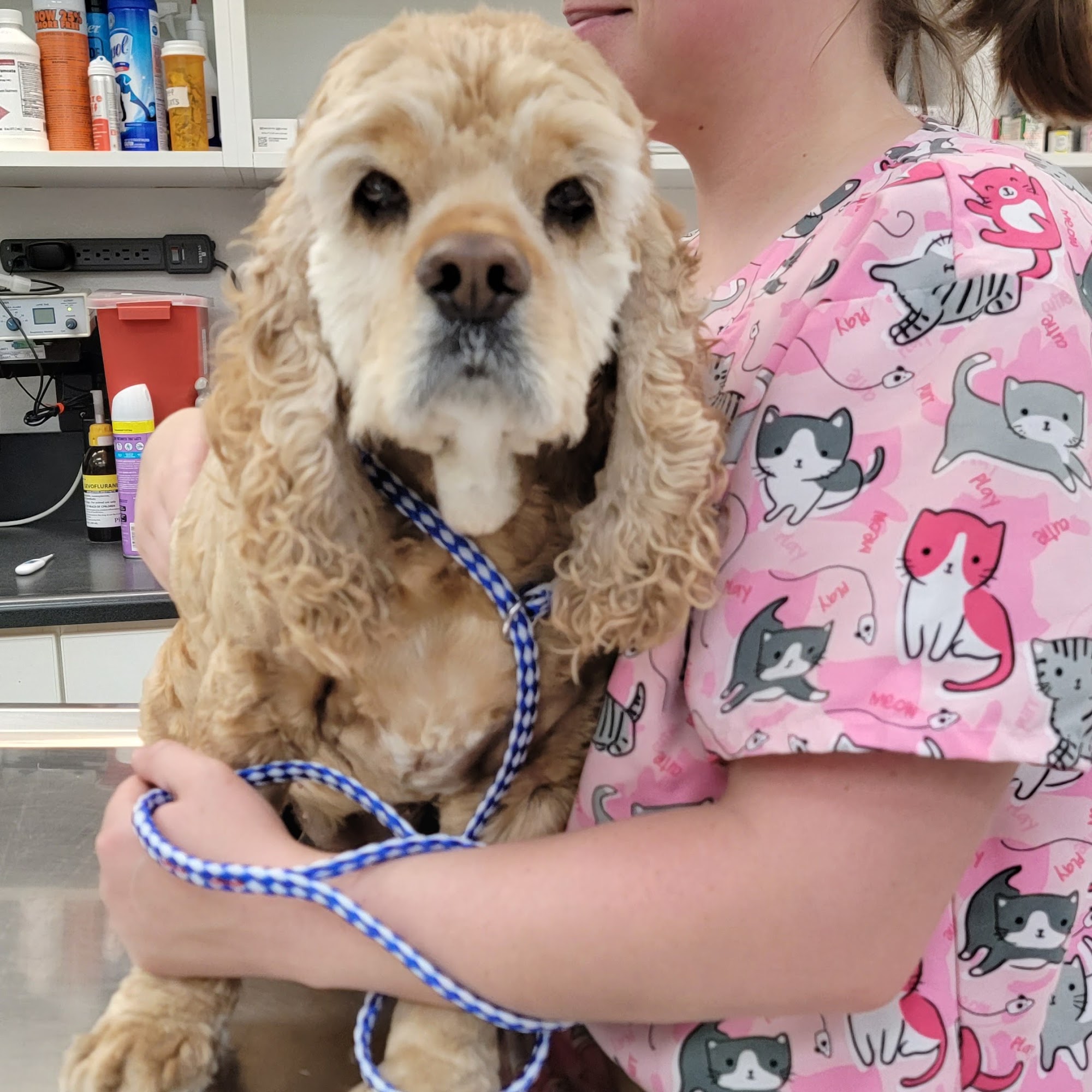 Boulevard Veterinary Hospital Lancaster