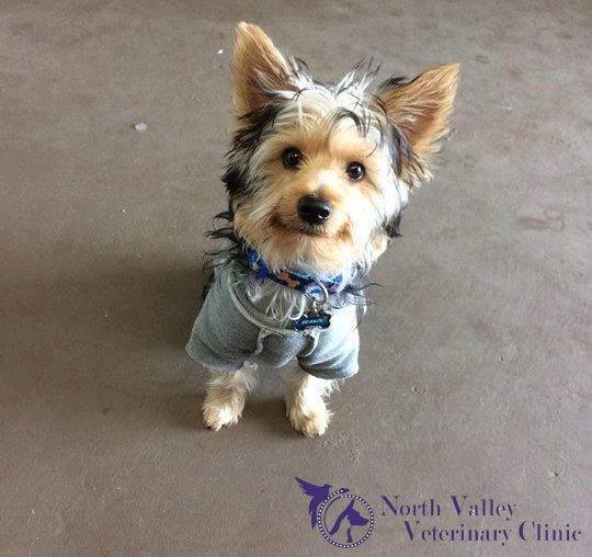North Valley Veterinary Clinic: Bosma Larry F DVM Lancaster