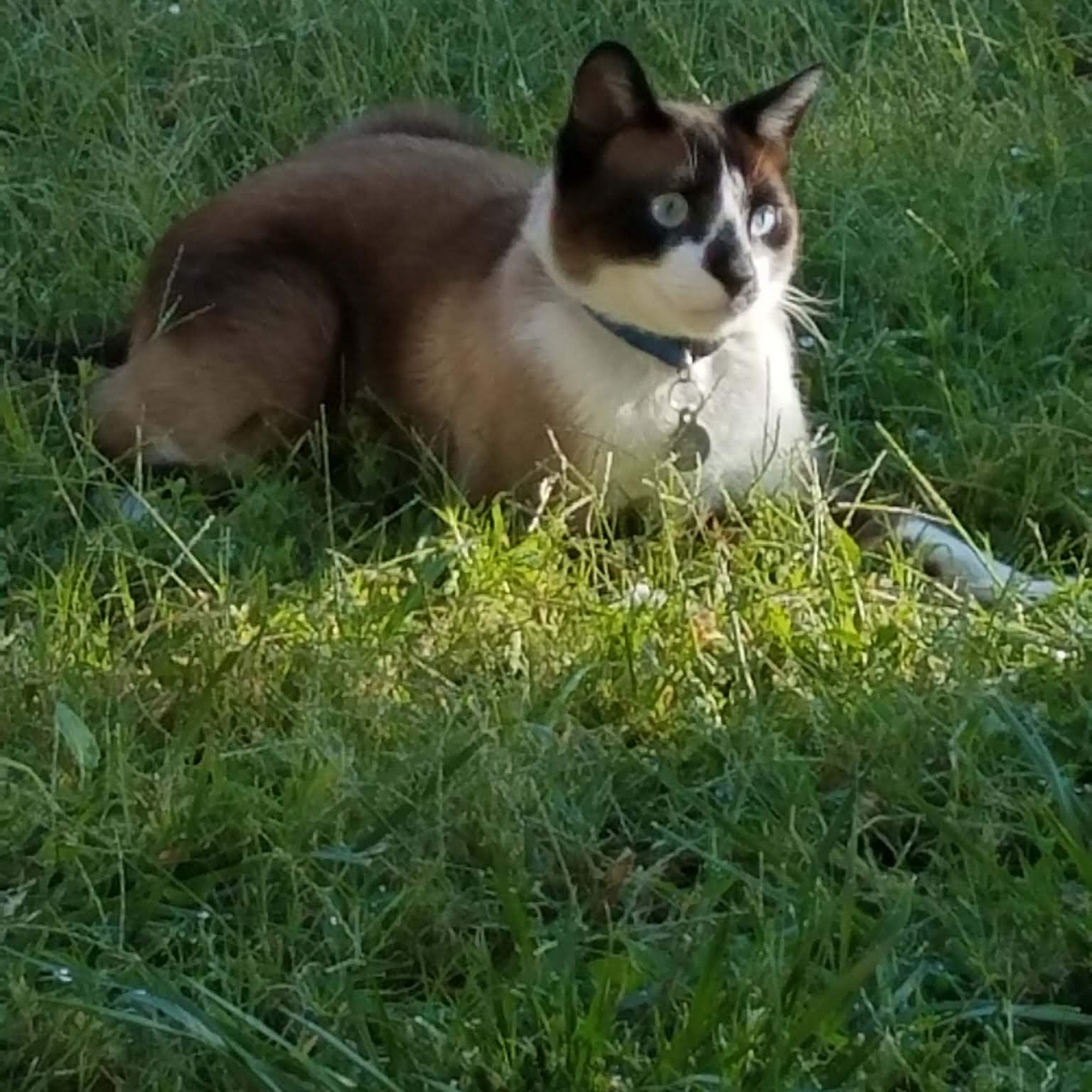 Sears Veterinary Hospital Lancaster