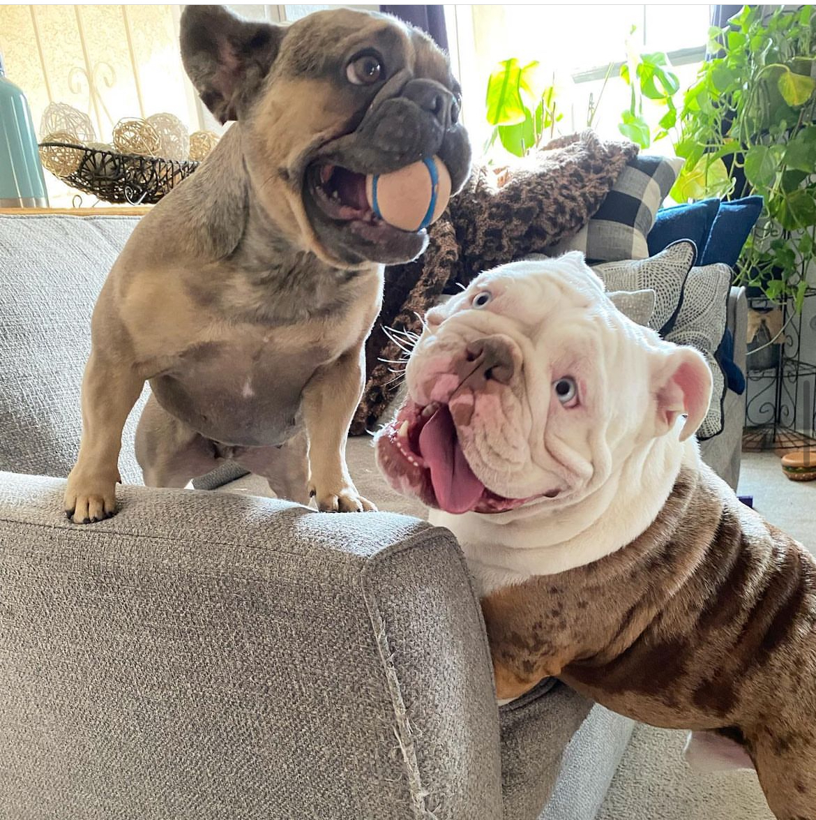 AV Veterinary Center Lancaster