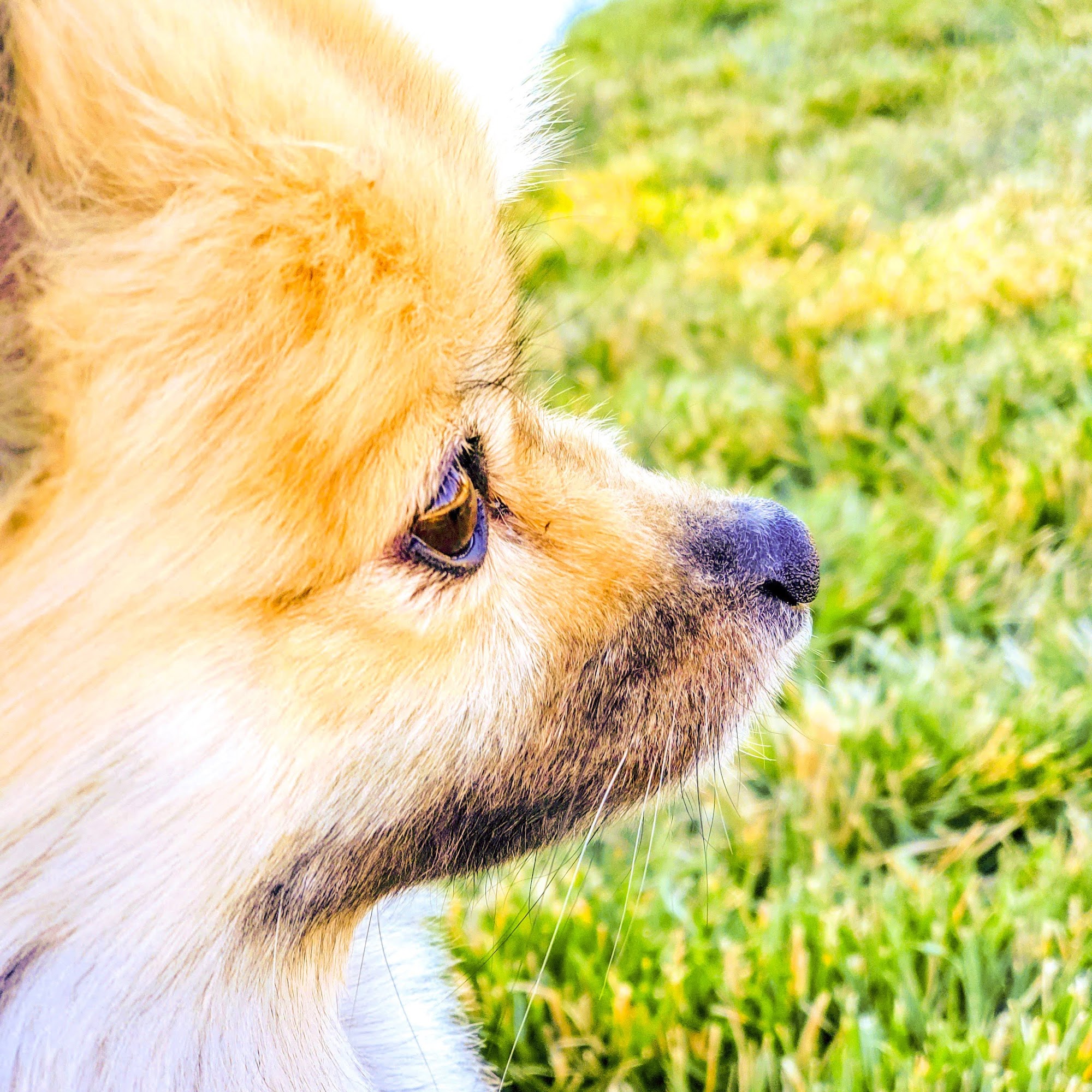 Hagos Coco DVM Lancaster