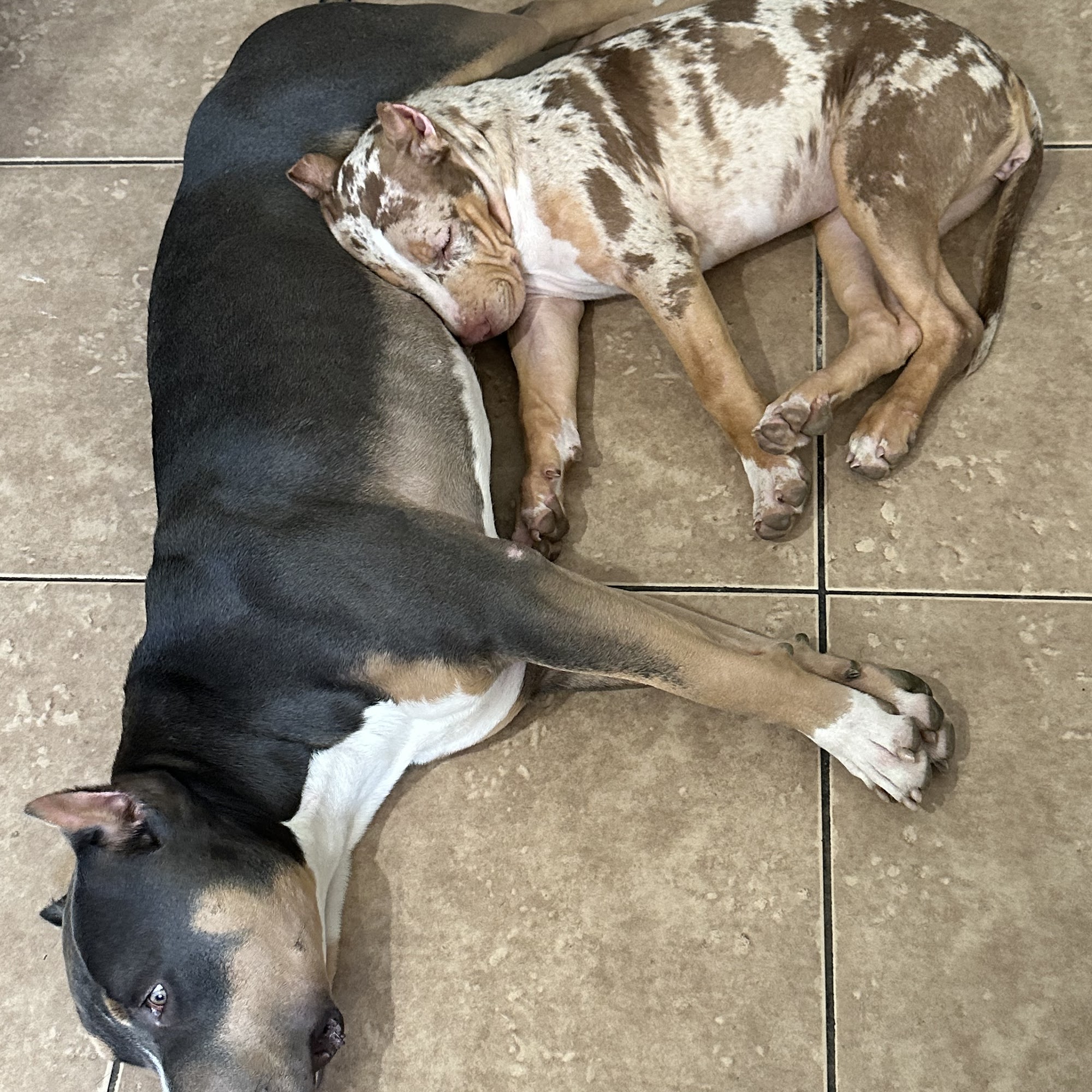 Pet Nutrition Center Lancaster