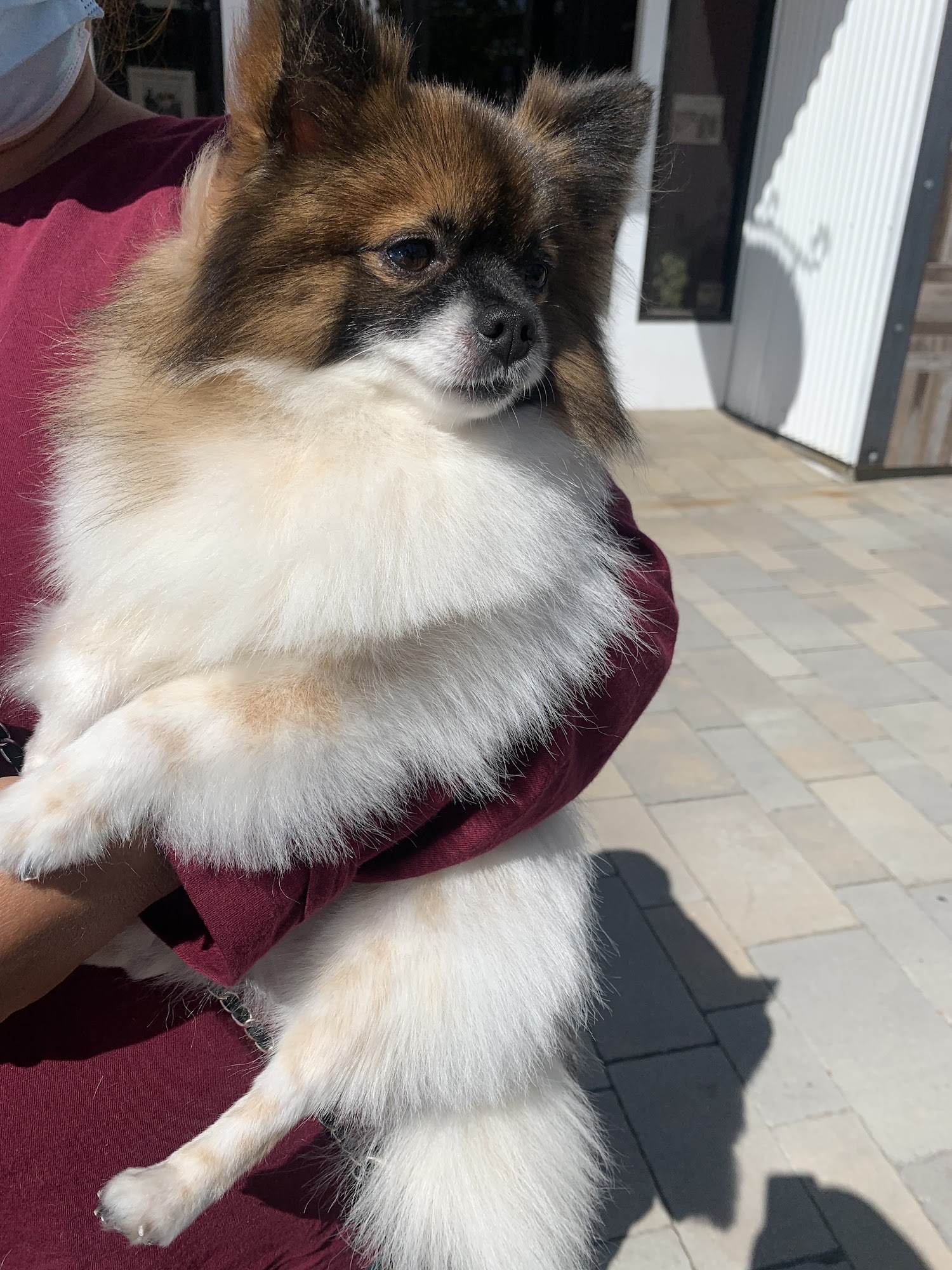 Happy Tails By Sandra Lancaster