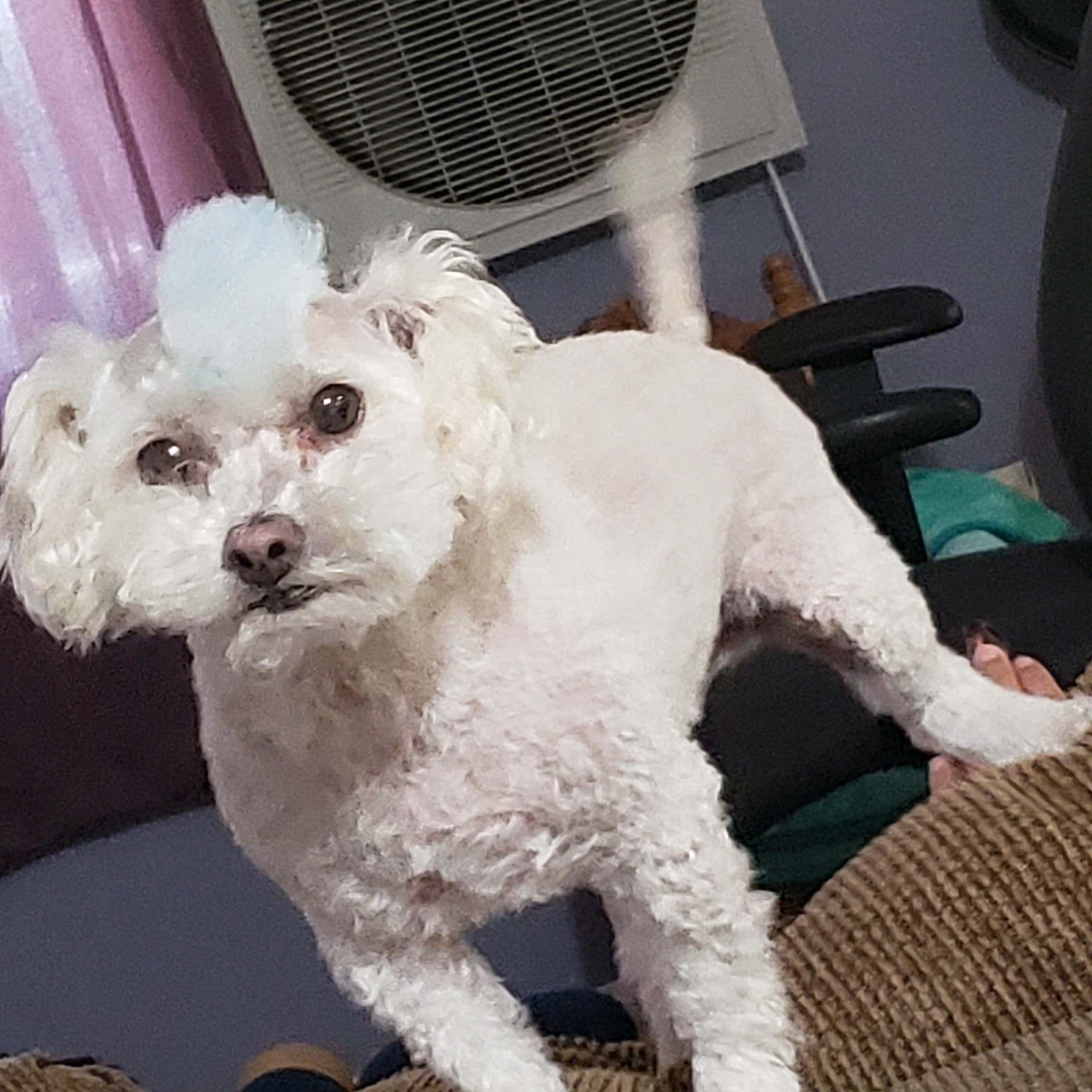 RCD Pet Spa Lancaster