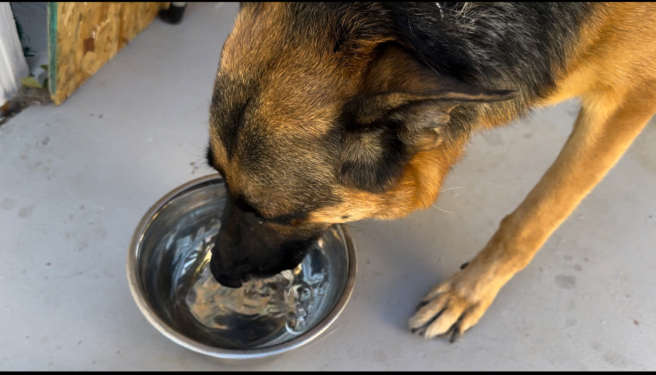 RCD Pet Spa Lancaster