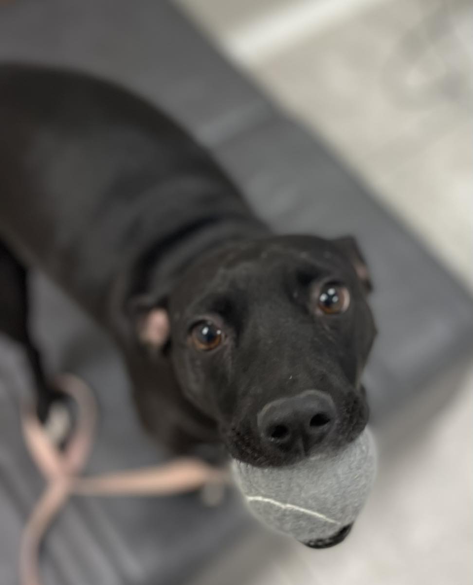 Zen Den Animal Wellness & Rehabilitation Lancaster