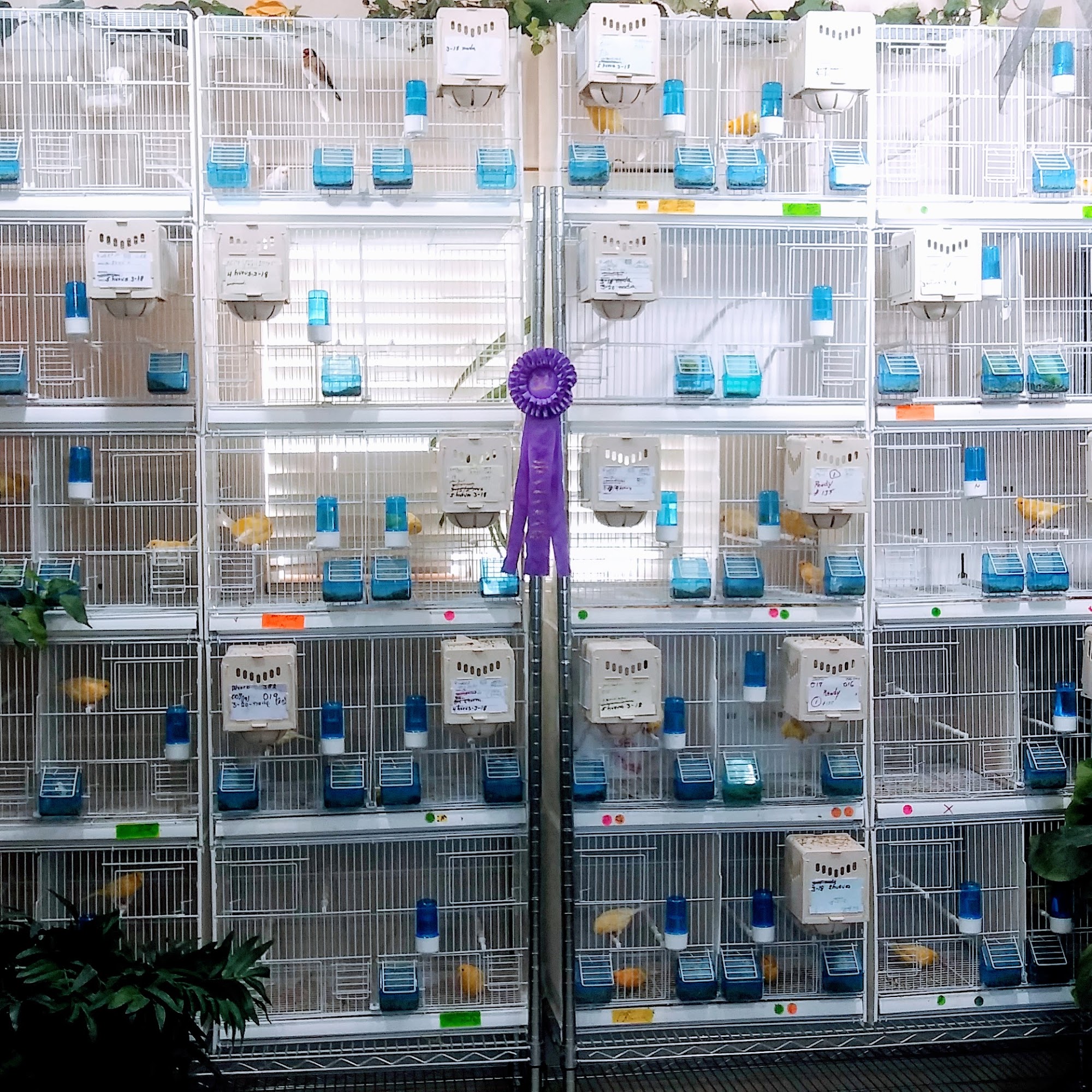 Californiacanaries.com Lancaster