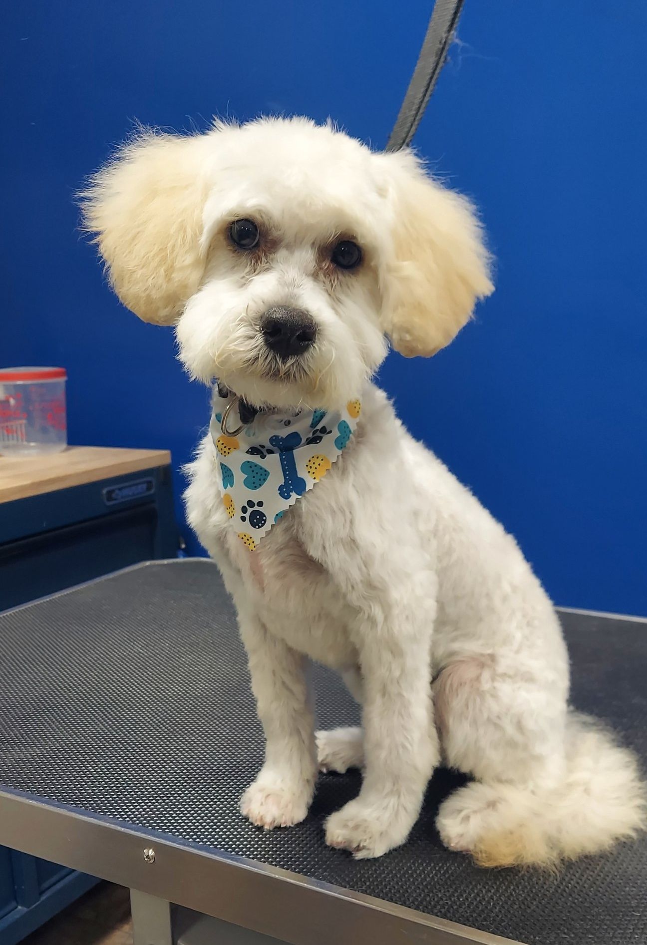 Award Winning Paws Grooming Lancaster