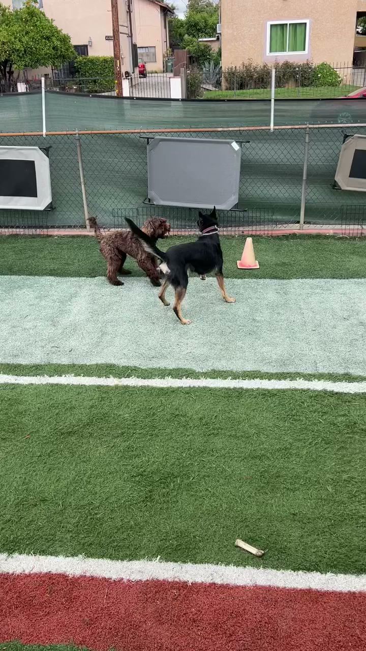 Arrow Custom Dog Training & Services Lancaster