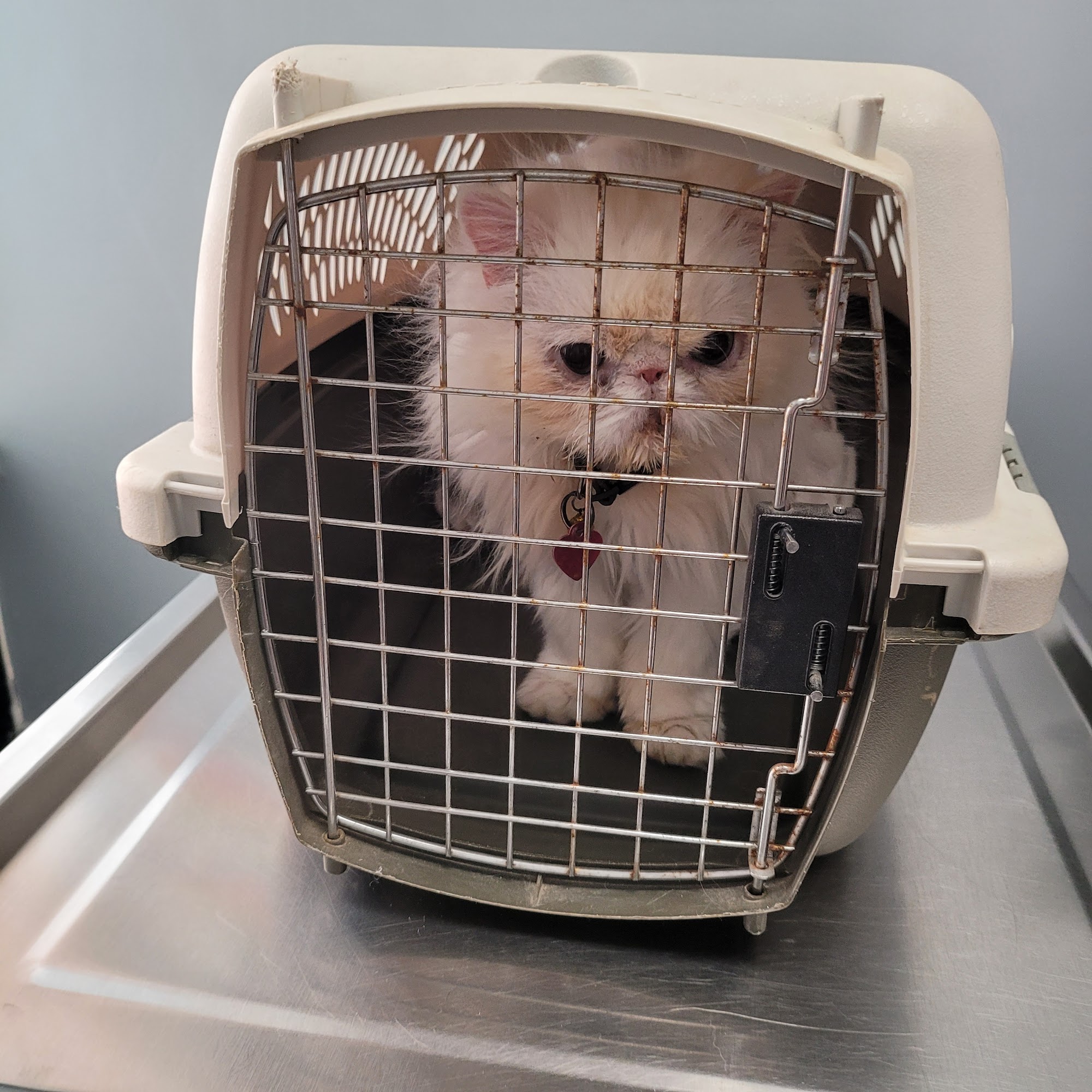 911 Vet Care Lancaster