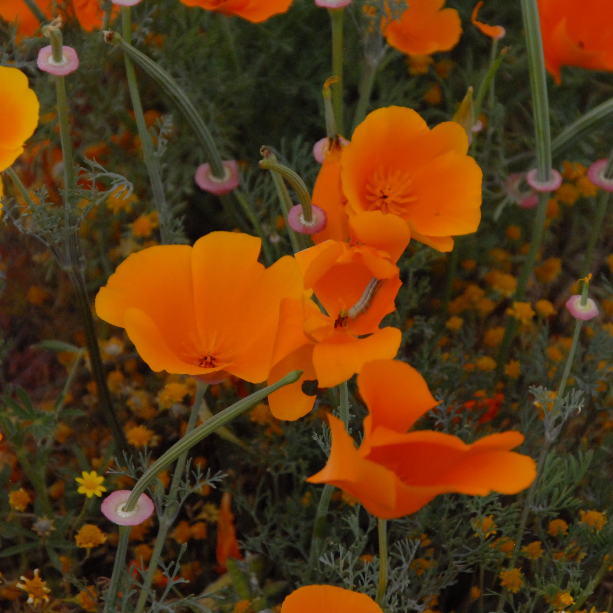 M Burnett Counseling Services