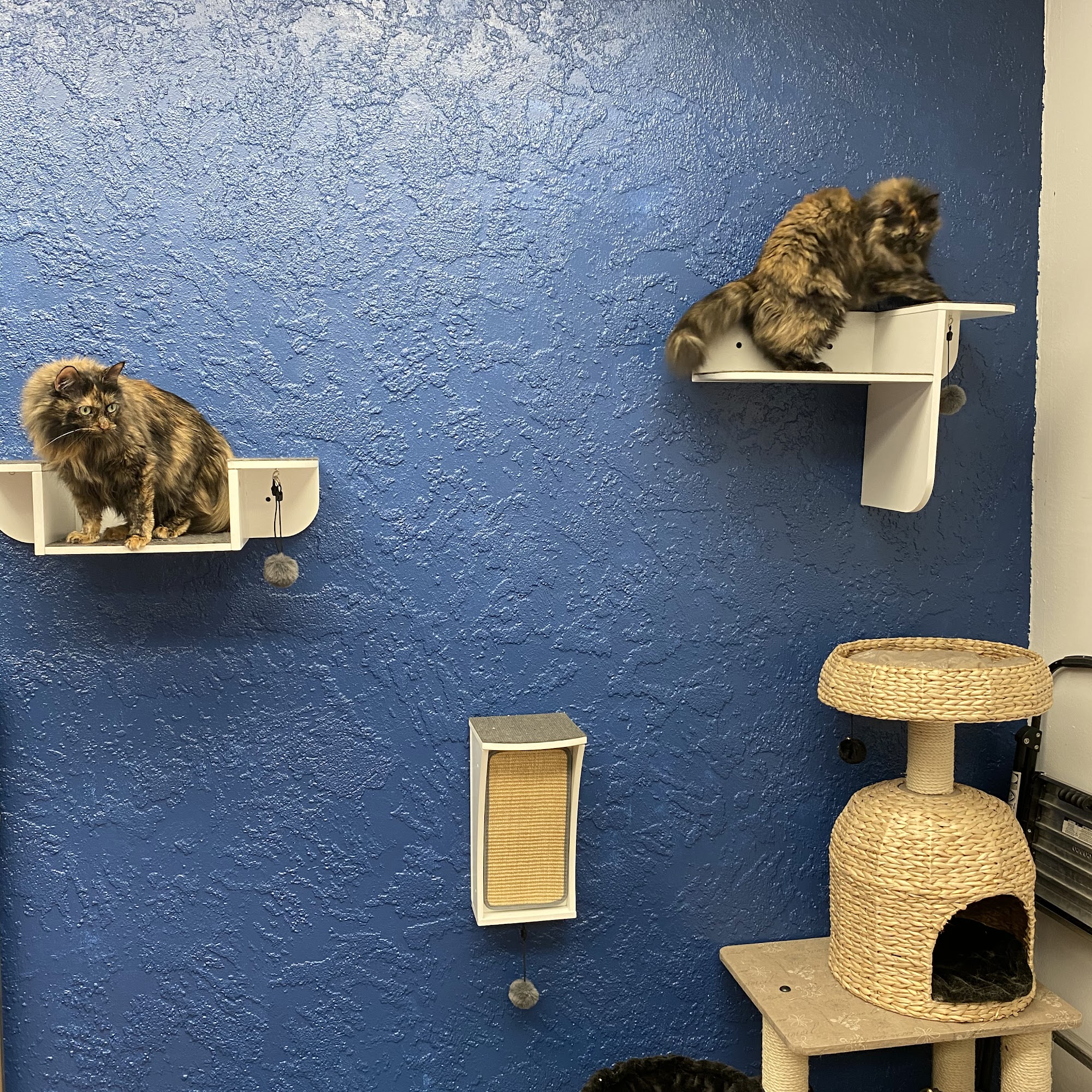 The Cat Shack - Luxury Cat Boarding Lancaster