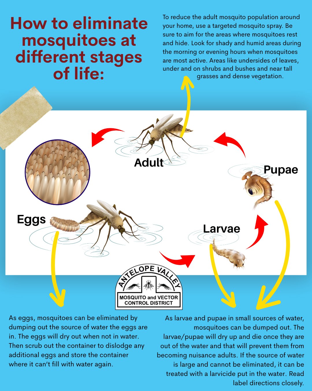 Antelope Valley Mosquito