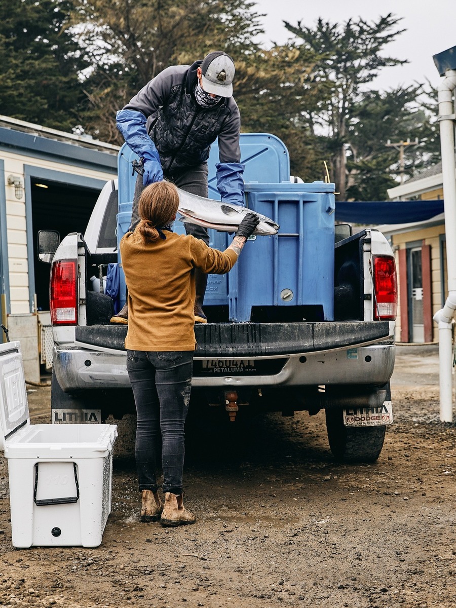 Hog Island Larkspur Larkspur