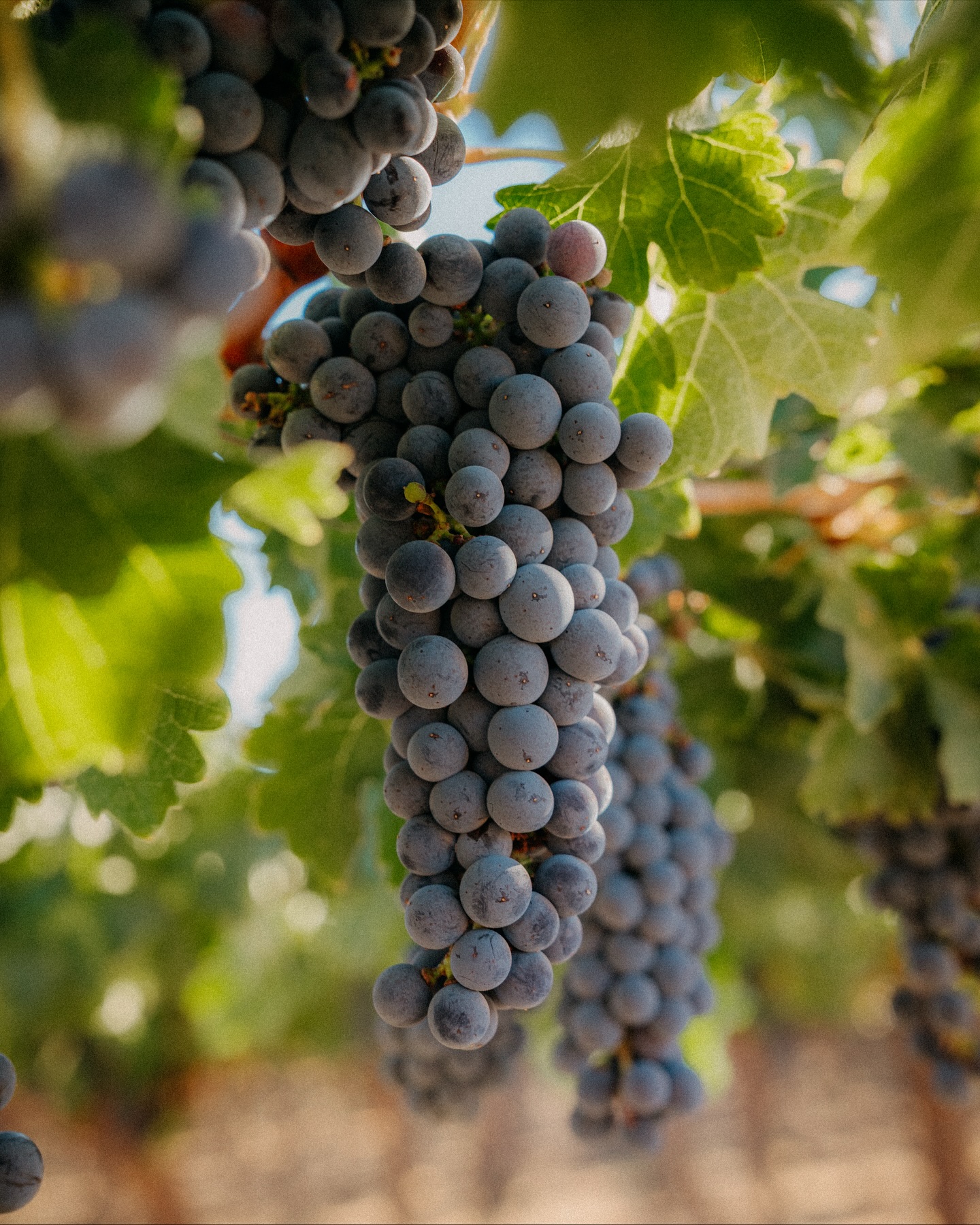 O'Neill Vintners & Distillers