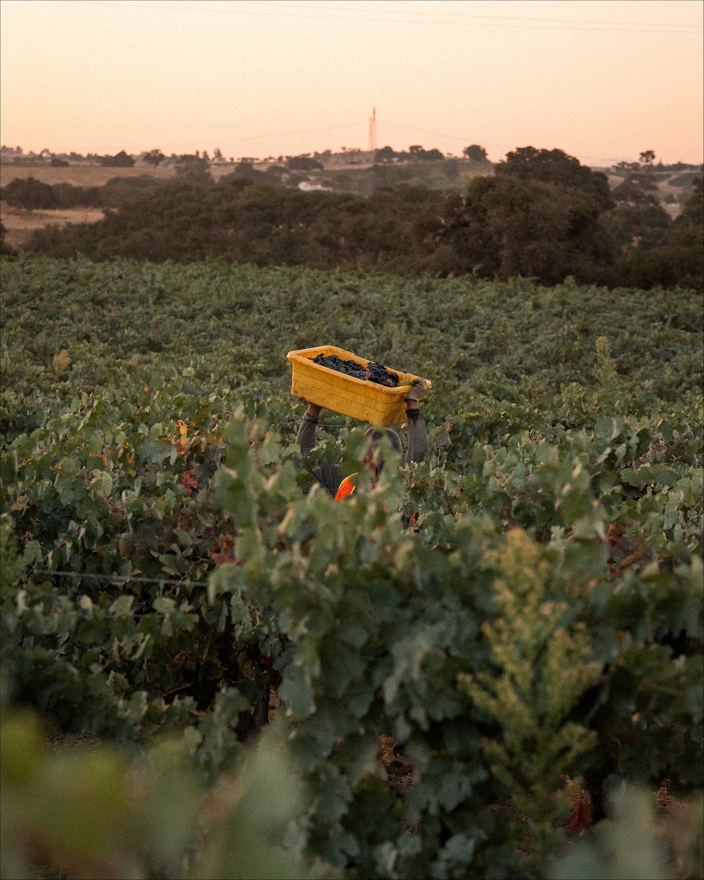 O'Neill Vintners & Distillers