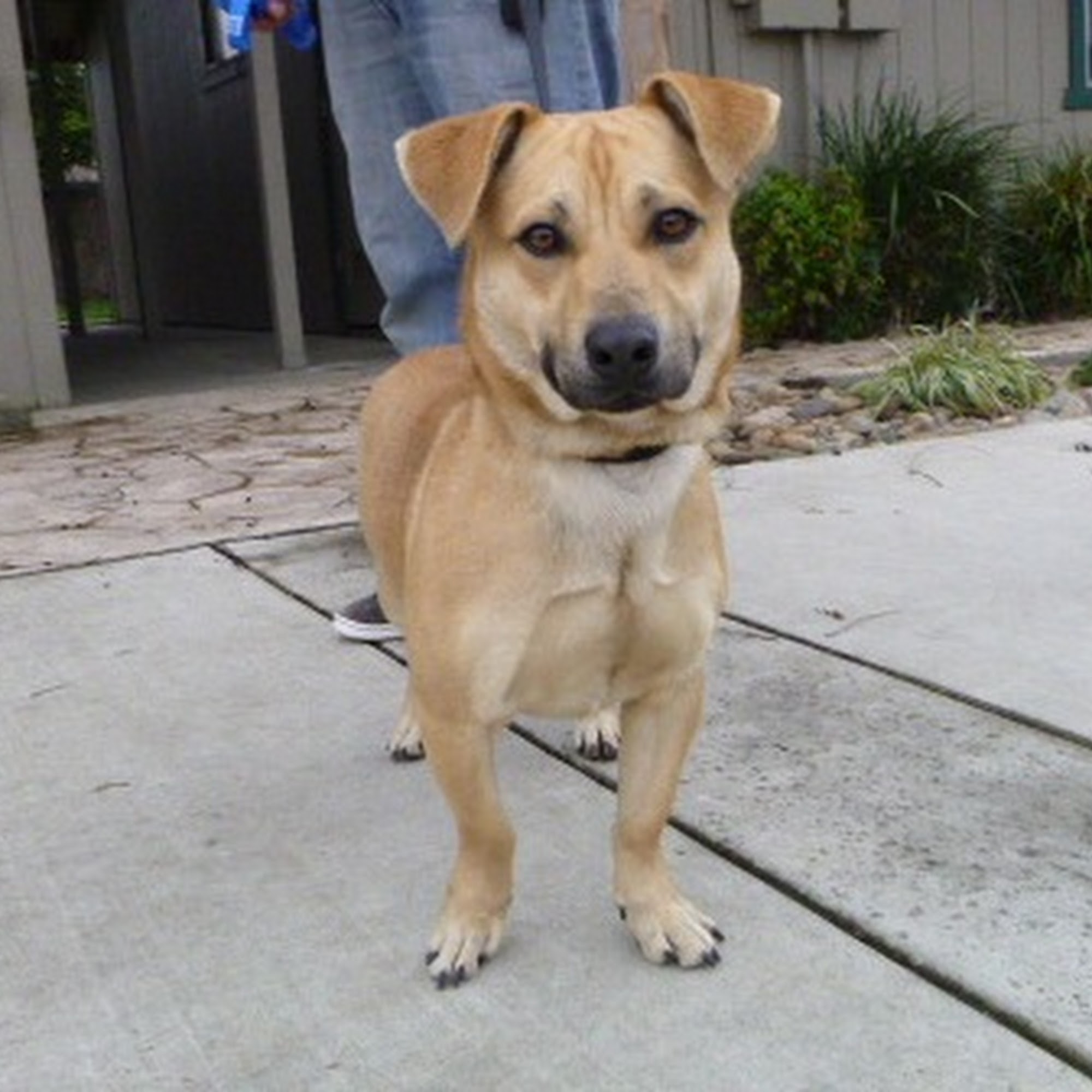 Pets & Pals Animal Shelter Lathrop