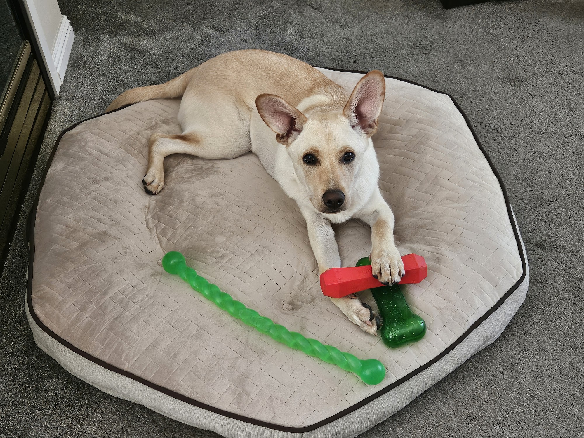 Pets & Pals Animal Shelter Lathrop