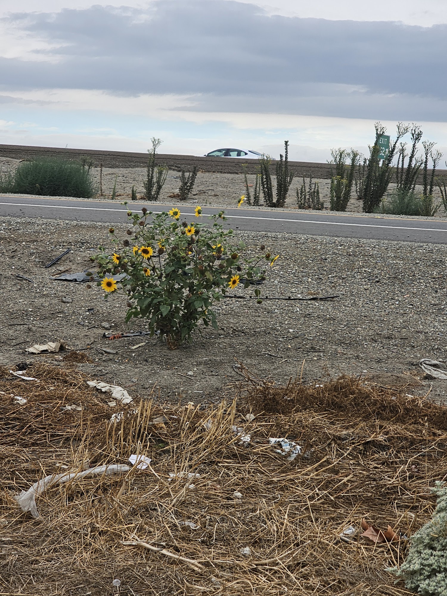 Jin Pho & Vietnamese Sandwiches Lathrop