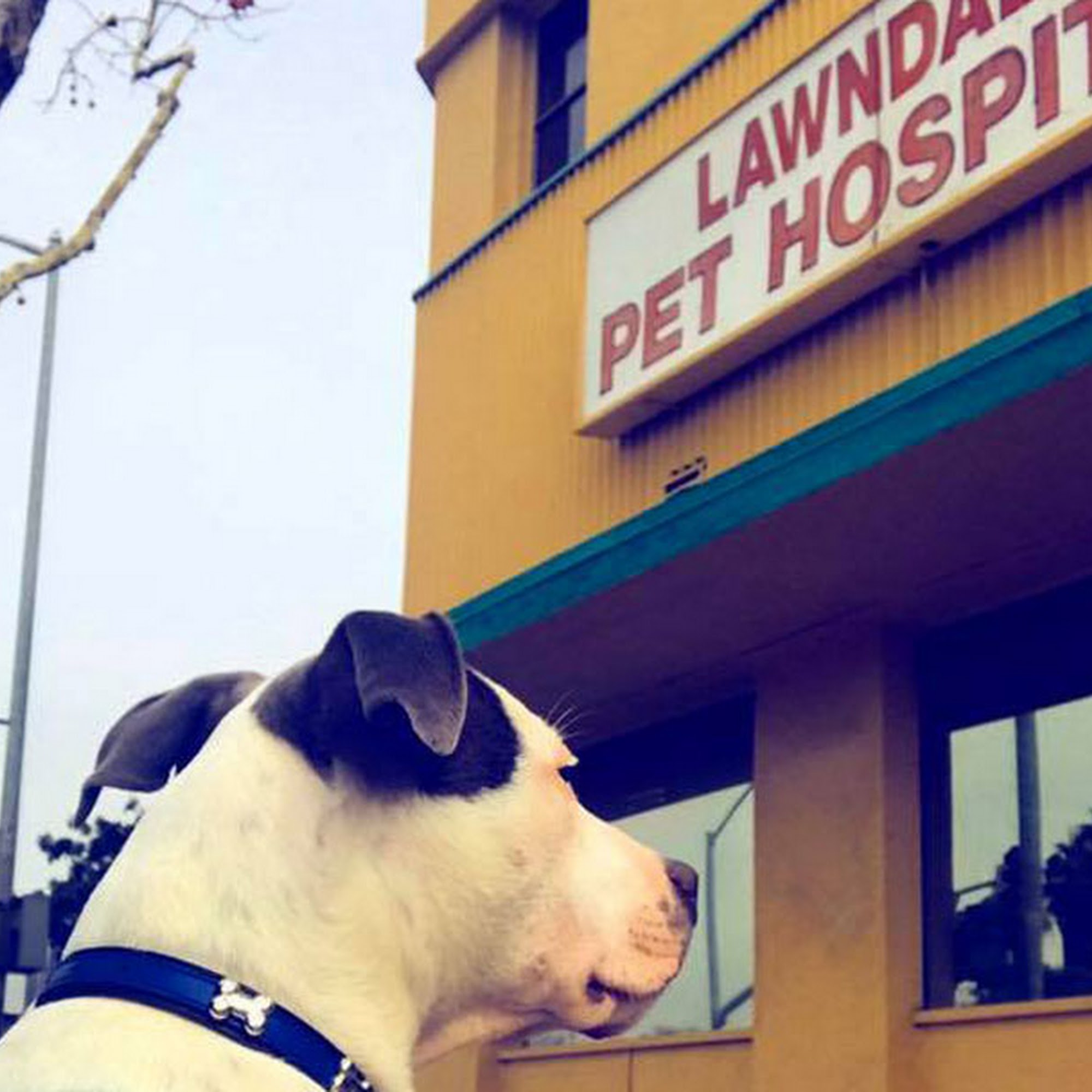 Lawndale Pet Hospital Lawndale