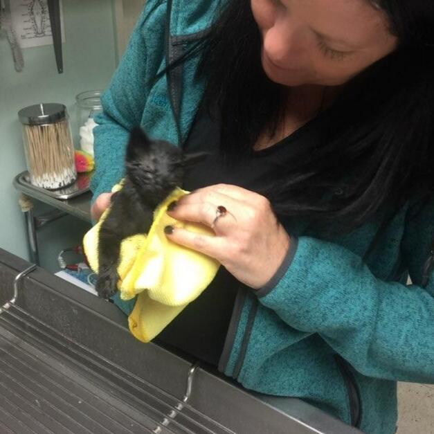 Lawndale Pet Hospital: Paul Lynch DVM Lawndale