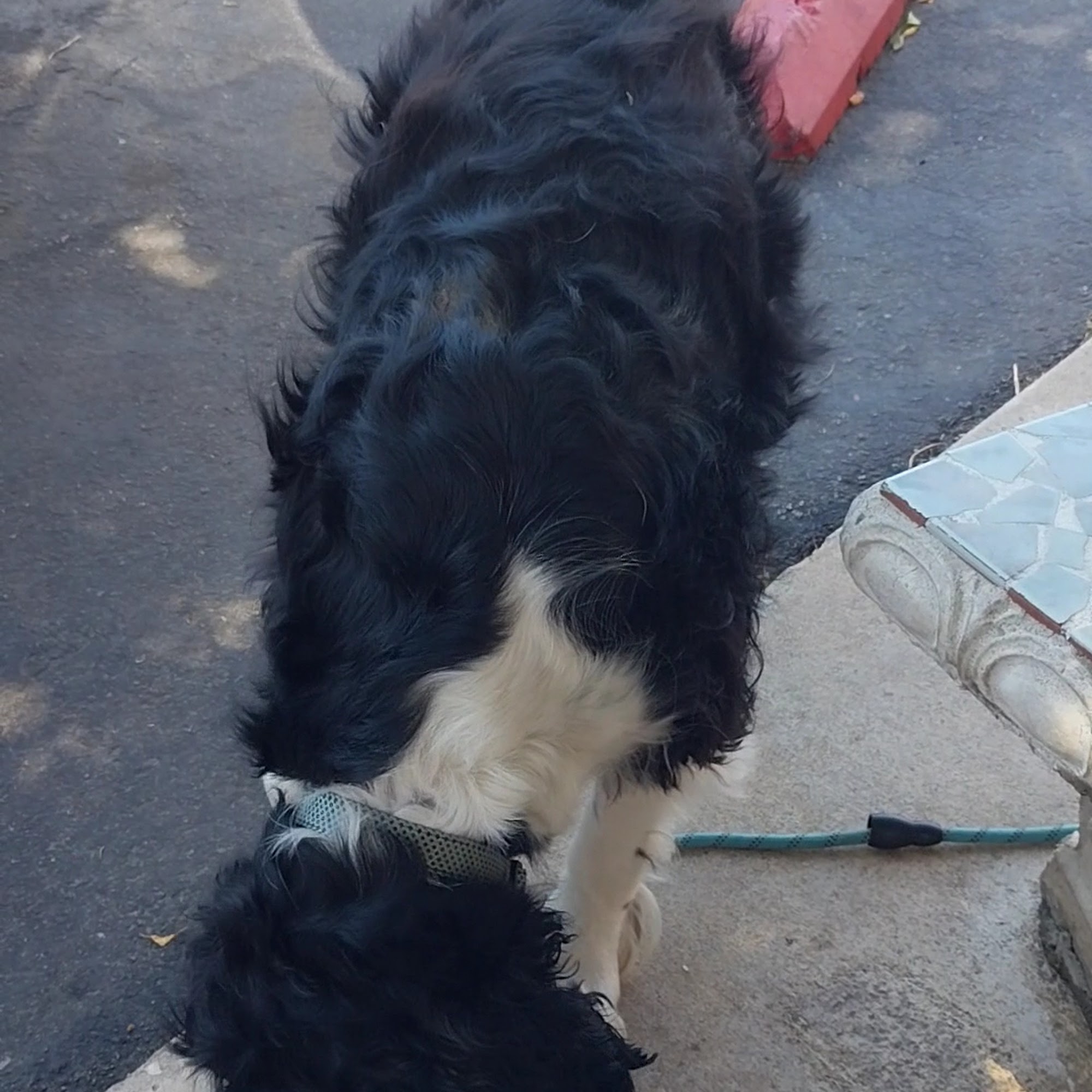 Charley's Famous Hamburgers Lemon Grove