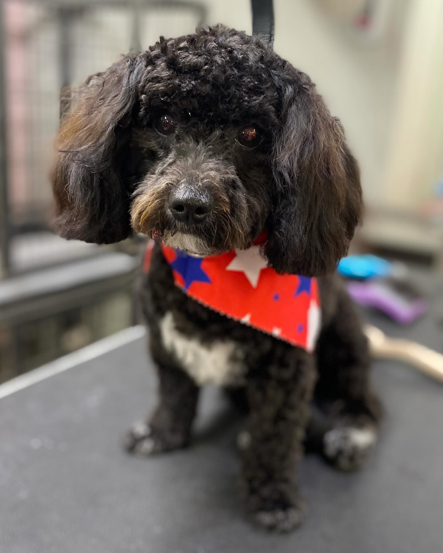 Pawsitively Perfect Grooming Salon Lemon Grove