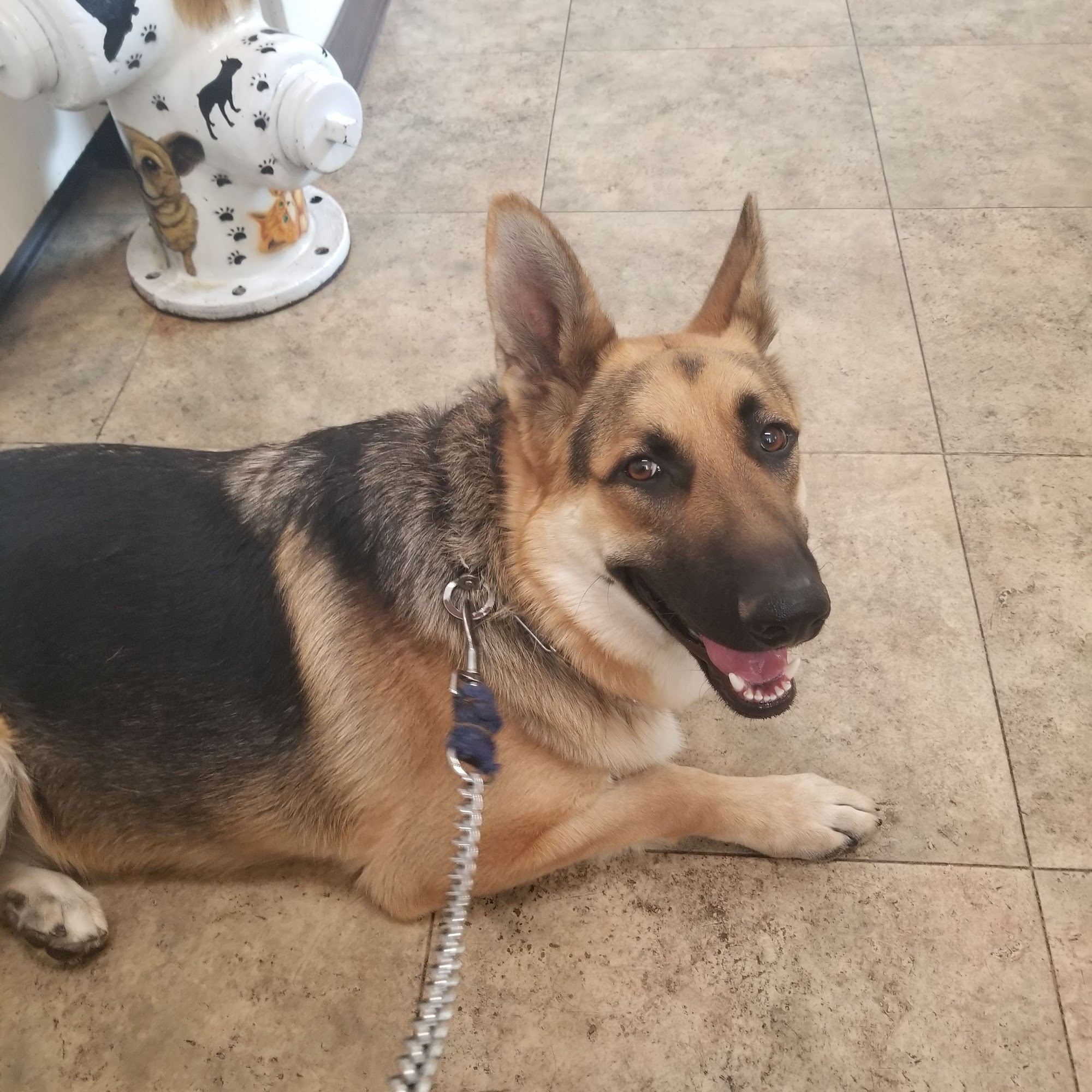 Lemoore Animal Clinic Lemoore