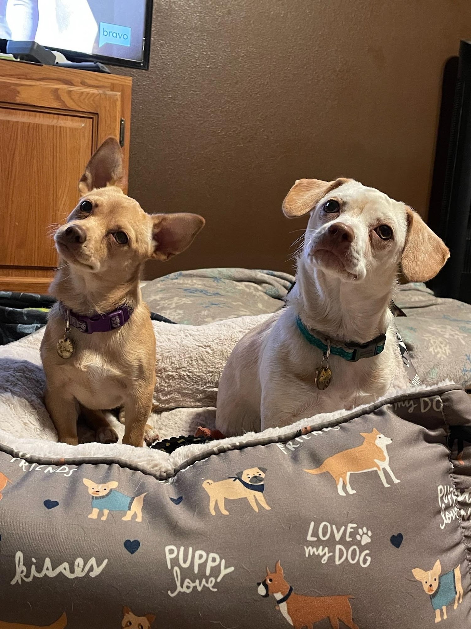 Karing for Kreatures Veterinary Hospital “K+K” Lemoore