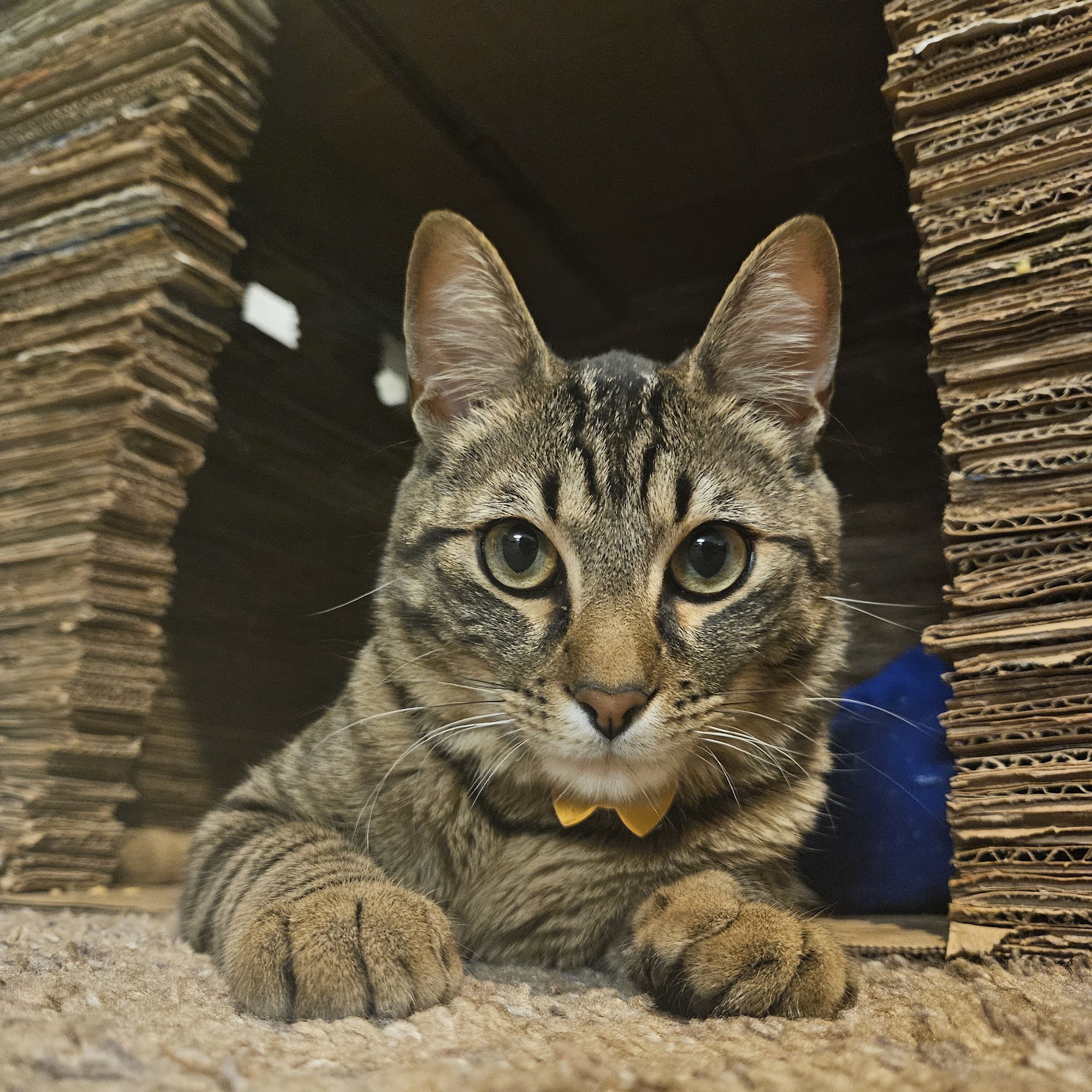 Valley Animal Haven Lemoore