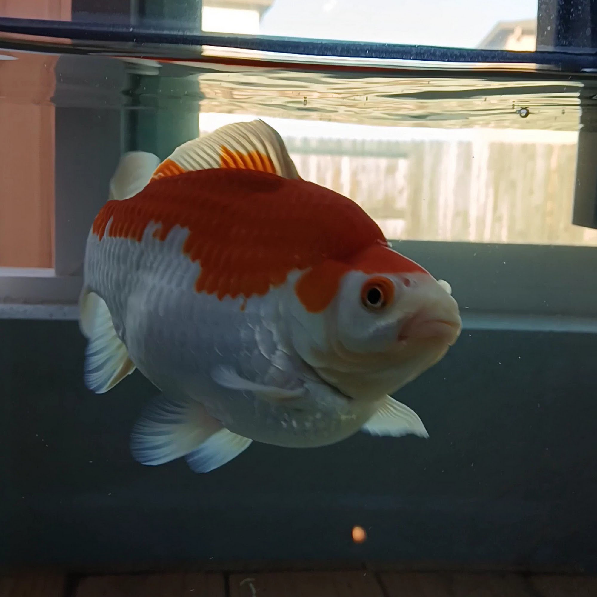 PetSmart Lincoln