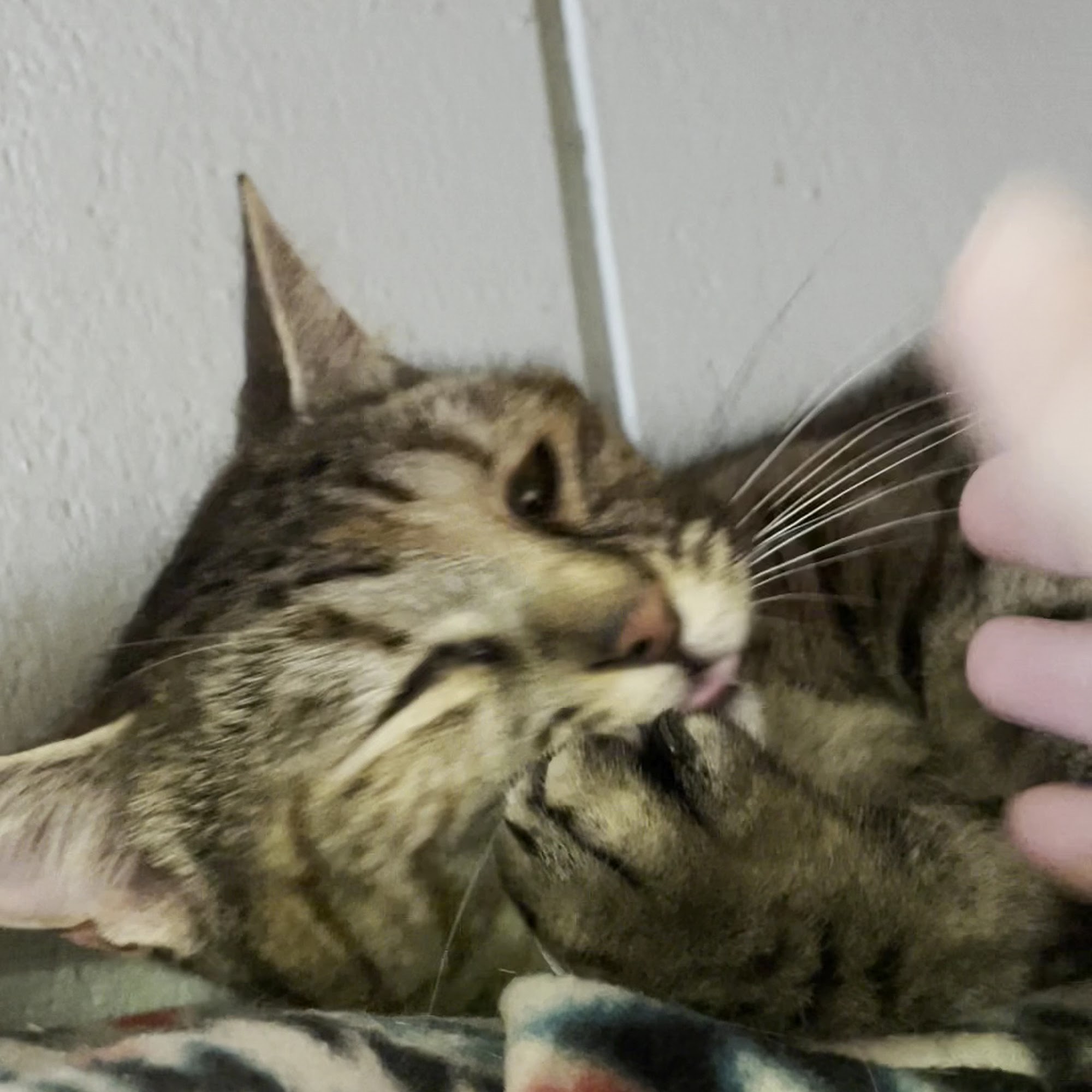 Champy's Catfe Lincoln