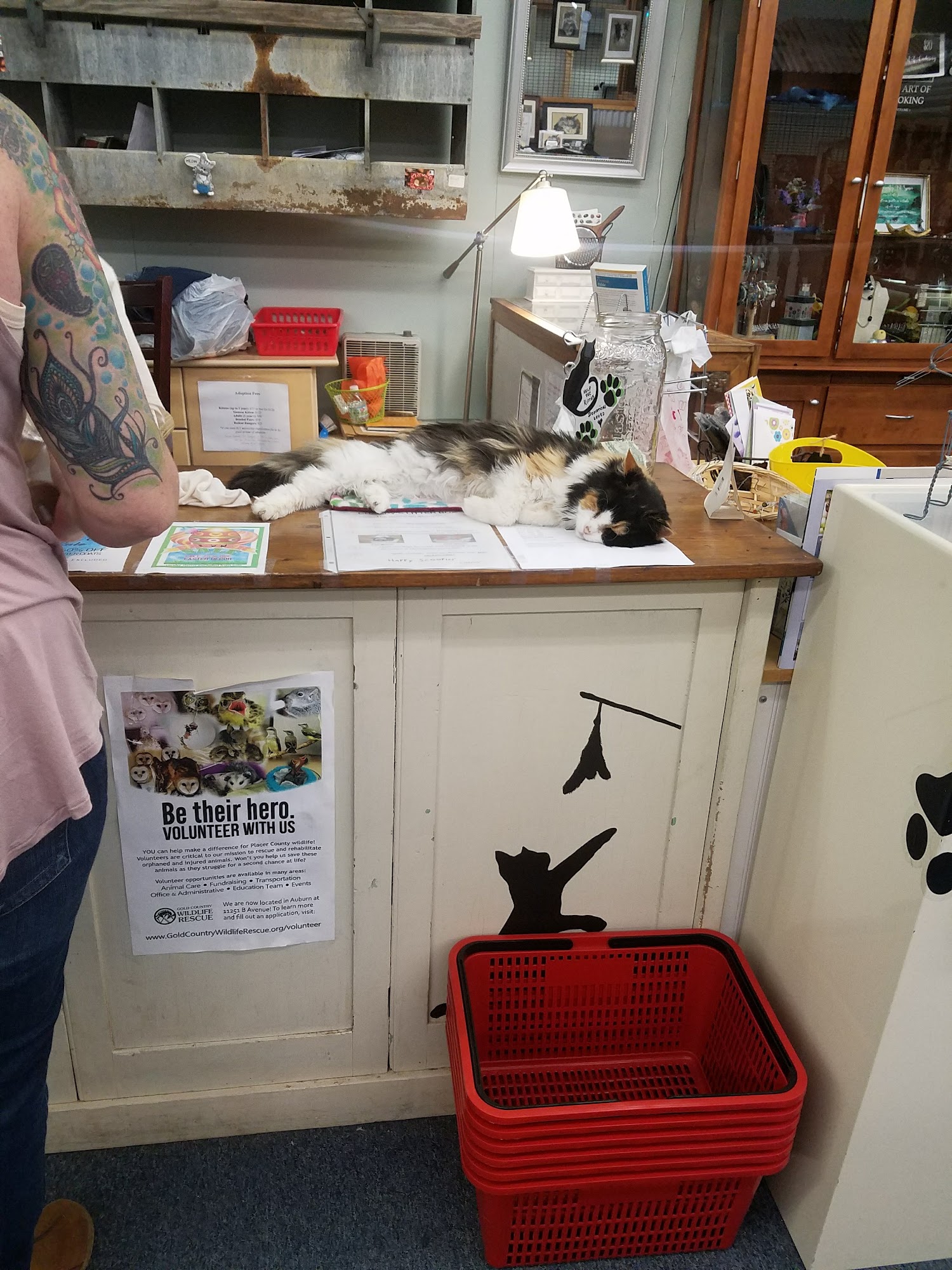 Champy's Catfe Lincoln