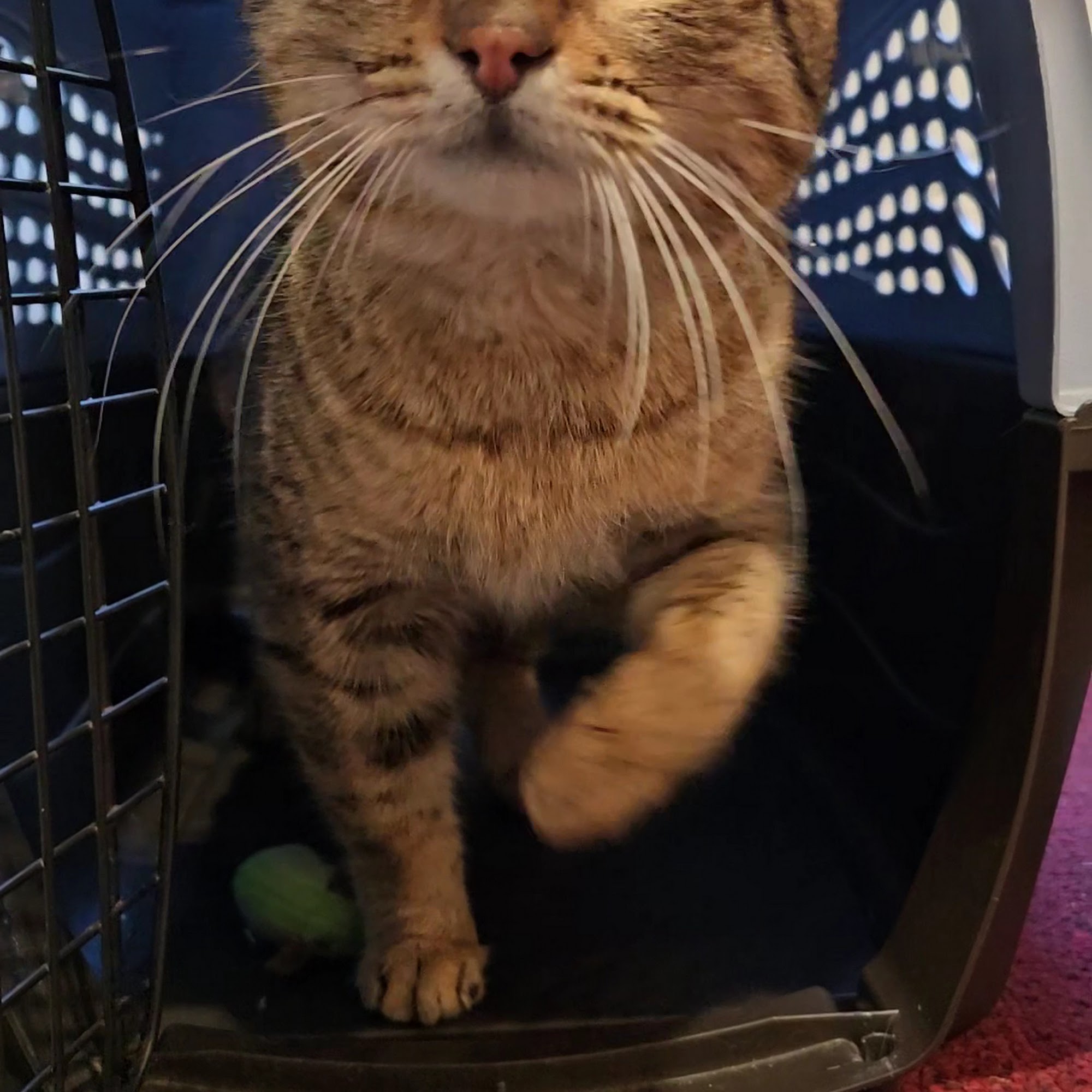 FieldHaven Feline Center Lincoln