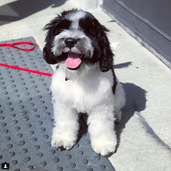 Sutter Buttes Labradoodles Lincoln