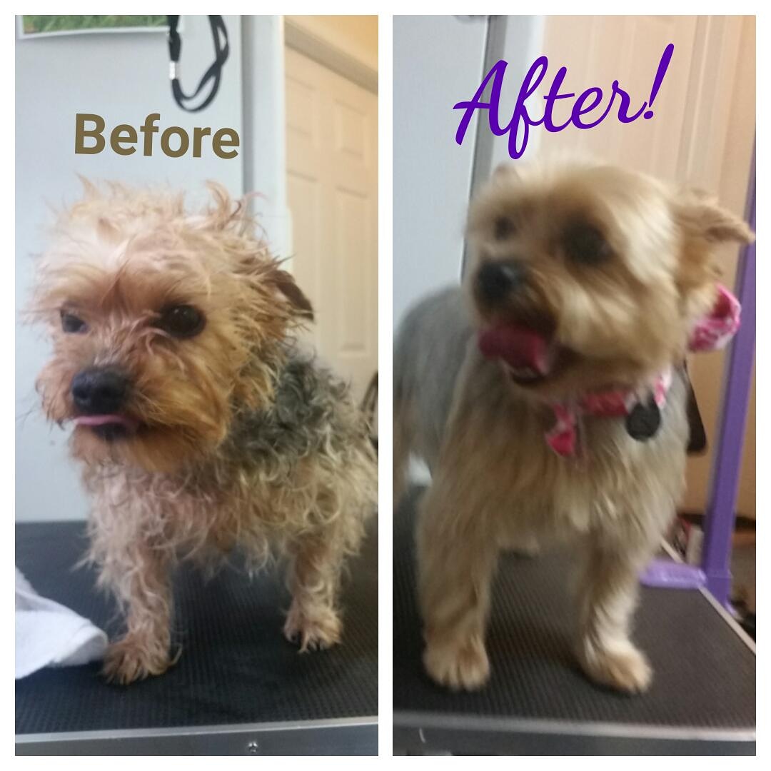 Grooming By Kelly O Lincoln