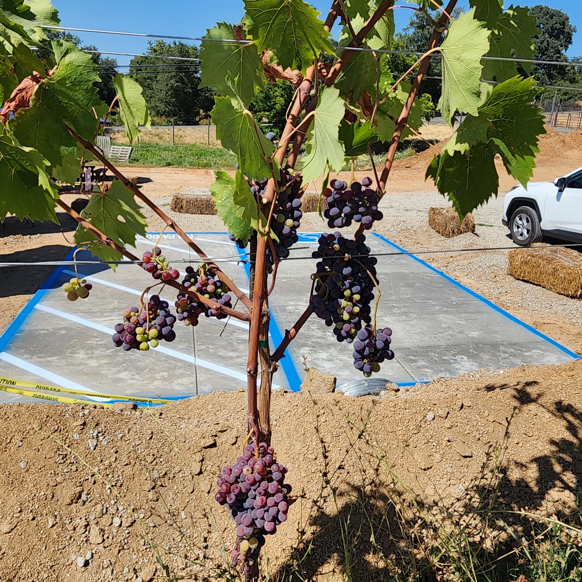 Smokin' Barrel Winery Lincoln