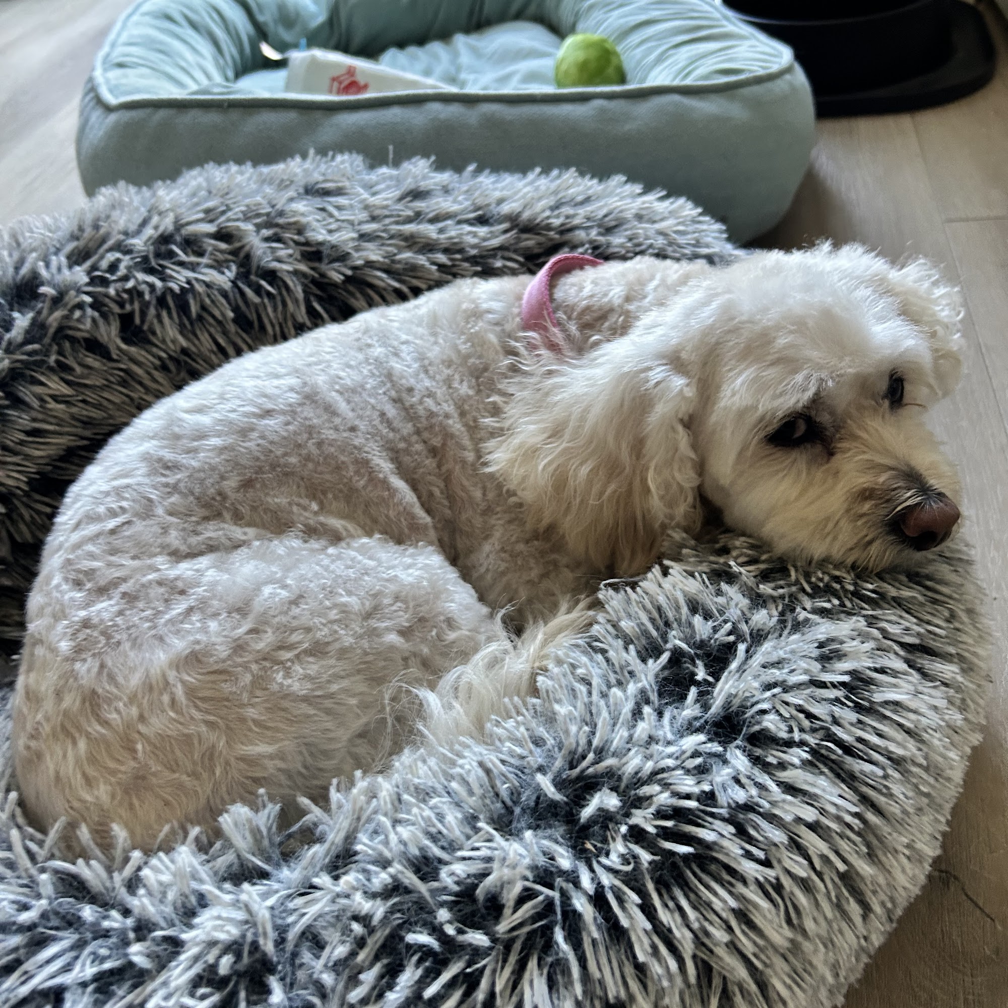 Posh Paws Grooming Salon Del Webb Lincoln