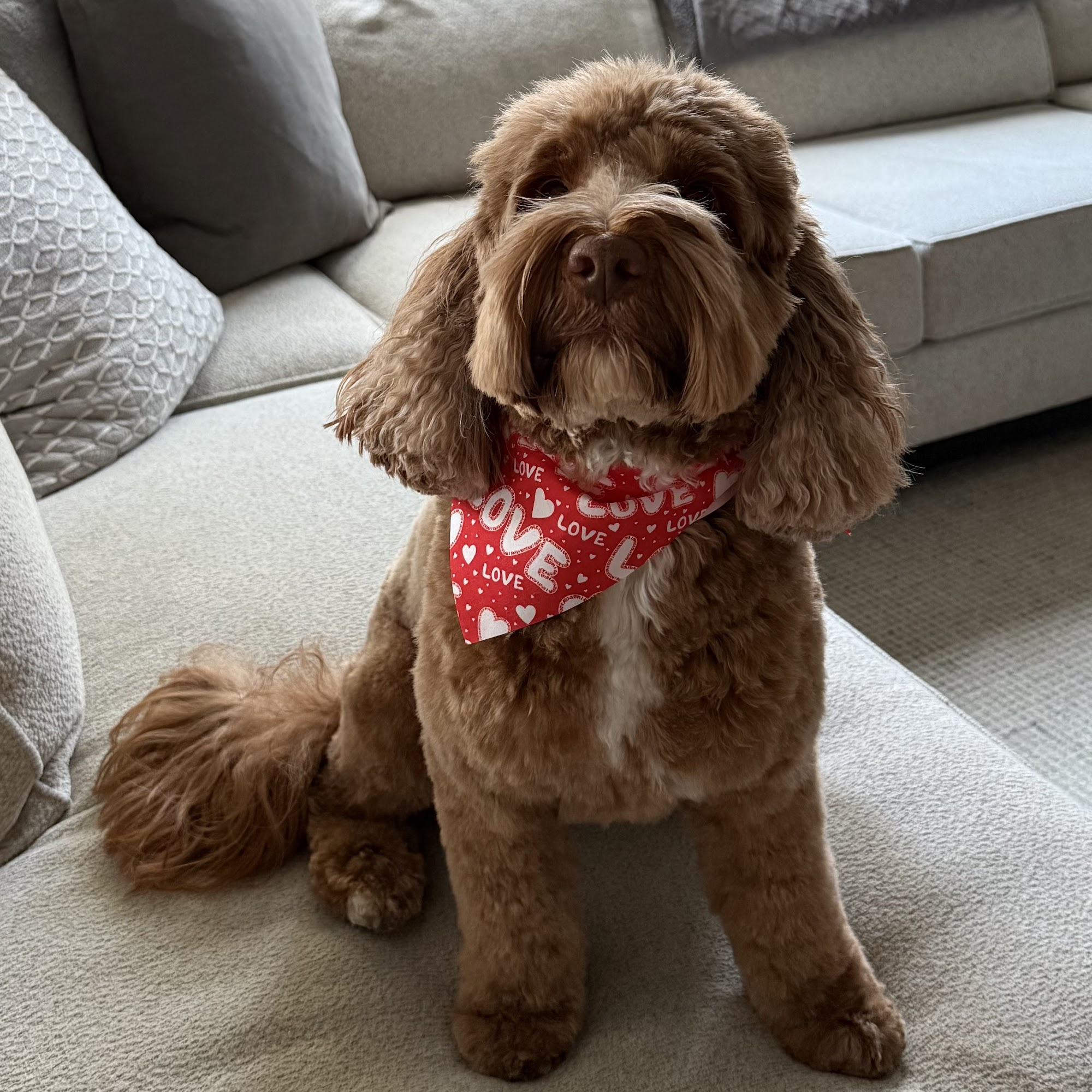 Woof Gang Bakery & Grooming Lincoln Hills Lincoln