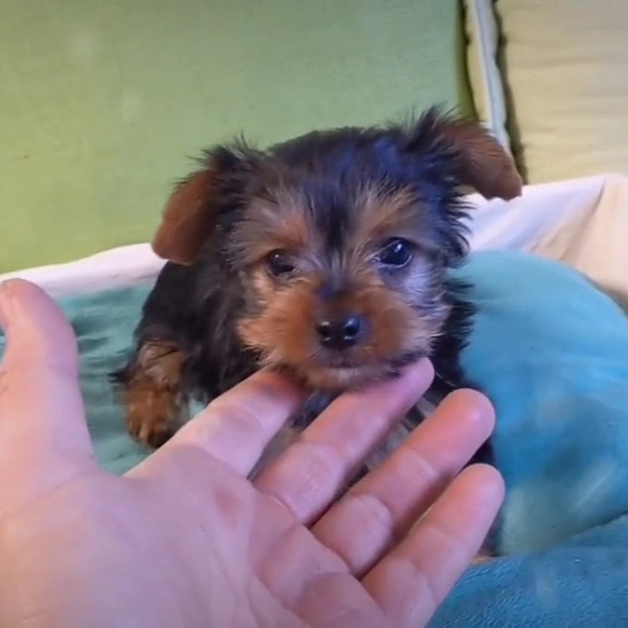 Berrybest Puppy Littlerock