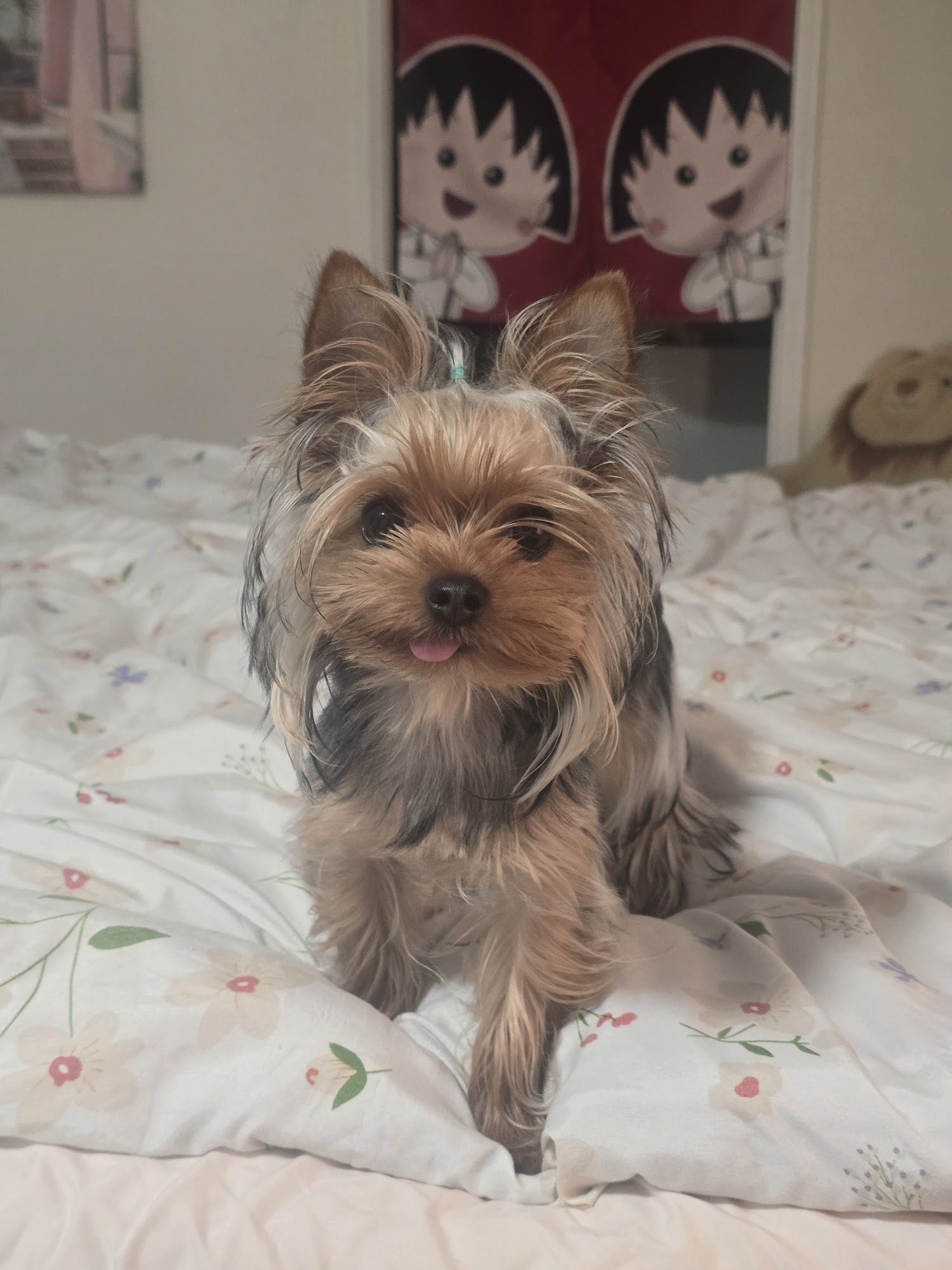 Berrybest Puppy Littlerock