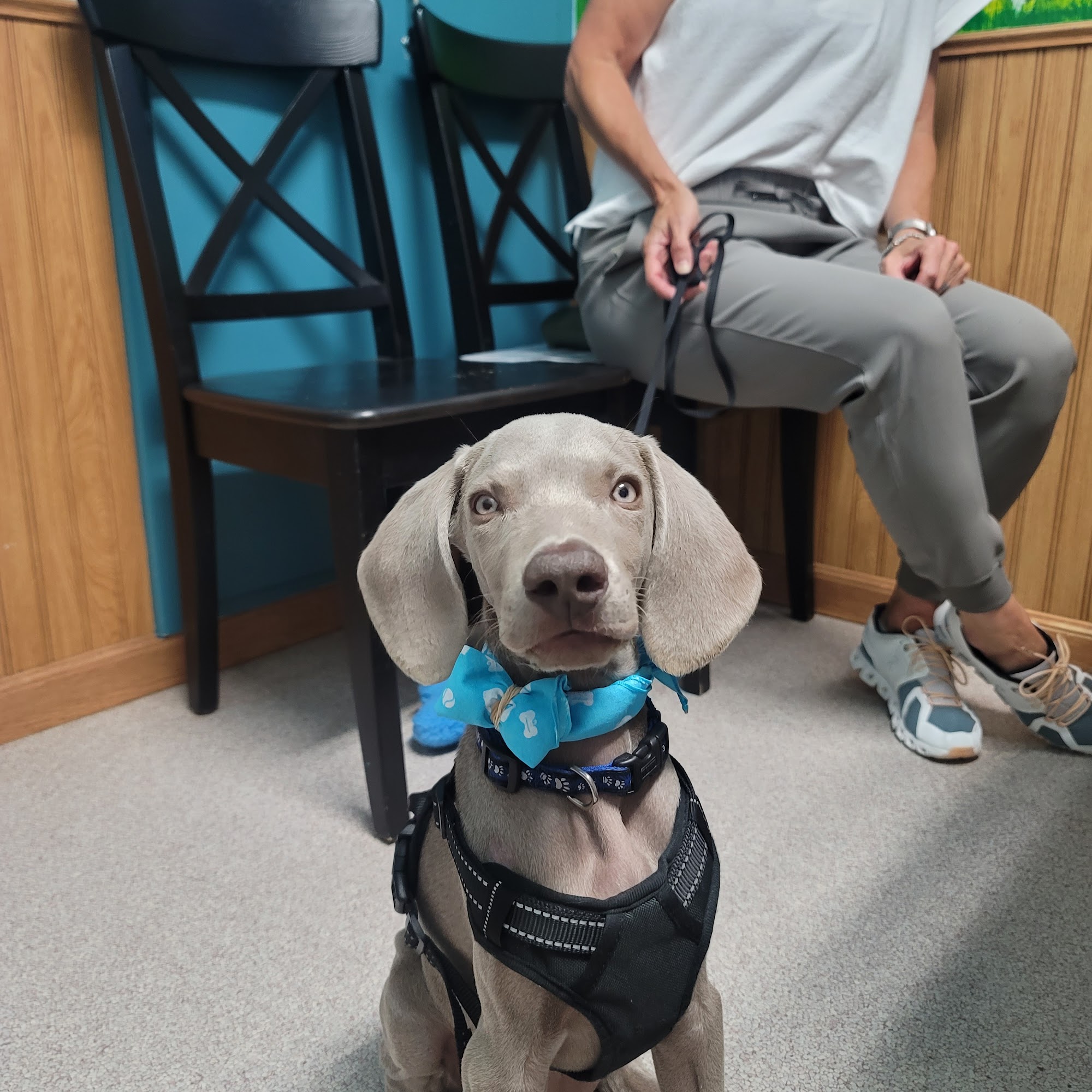 Livermore Family Pet Hospital Livermore